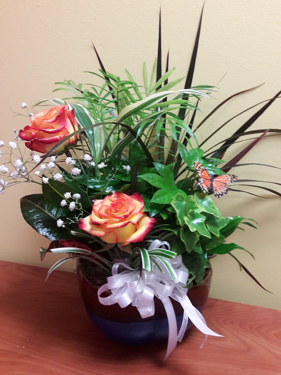 Dish Garden With Roses And A Butterfly By Buds Bows Floral Design