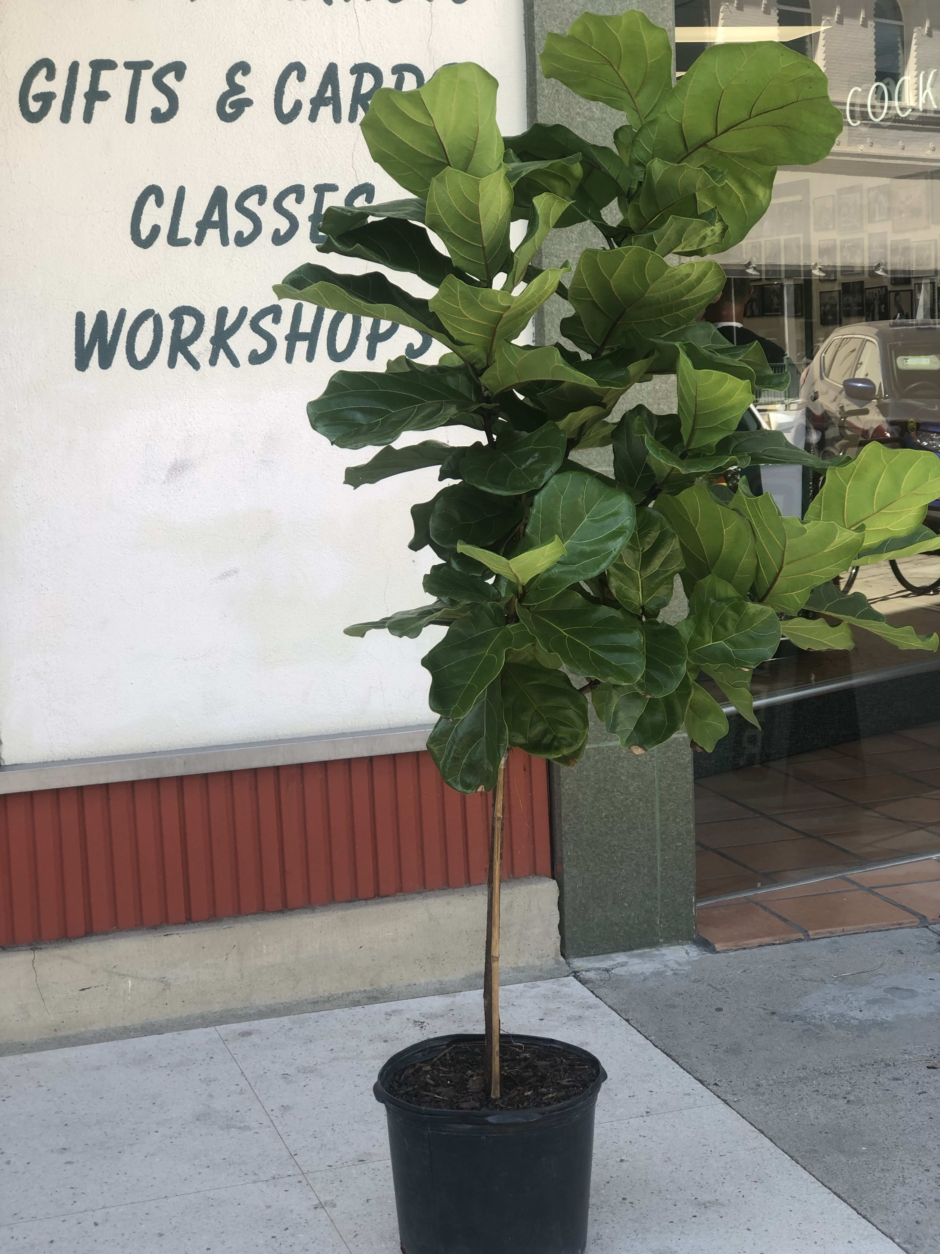 Extra Large House Plant Fiddle Fig Tree in Bakersfield, CA House of