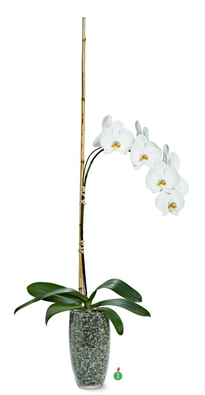Potted Phalaenopsis - The flowers of the popular and beautiful phalaenopsis orchid plant are thought to resemble moths in flight – and this exotic and graceful living gift, potted for a long blooming time, will decorate any room with elegance. CALL TO CHECK COLORS AVAILABLE.
