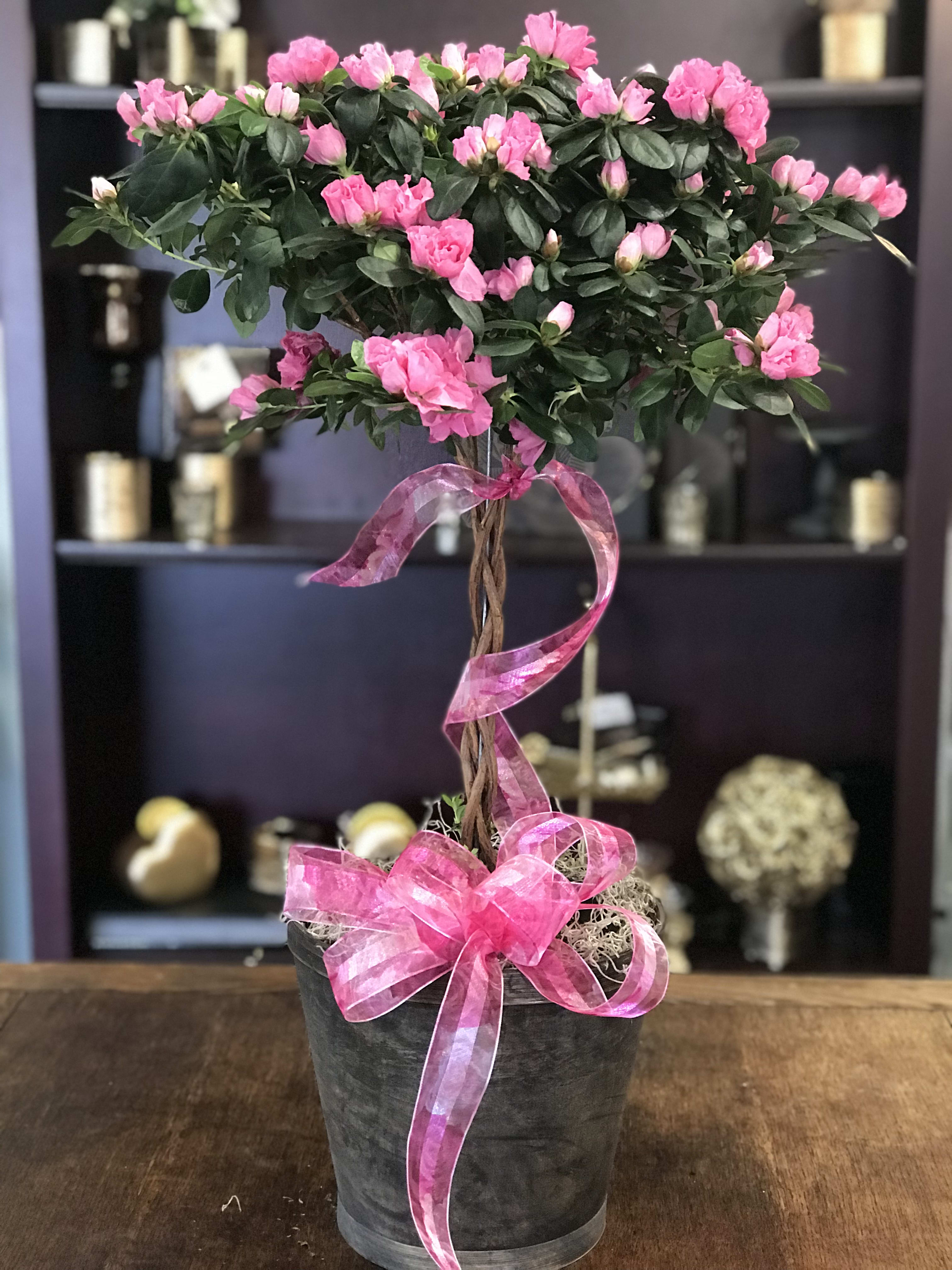 Azalea Tree in Santa Maria, CA | Flower Carriage By Ms. Cardel