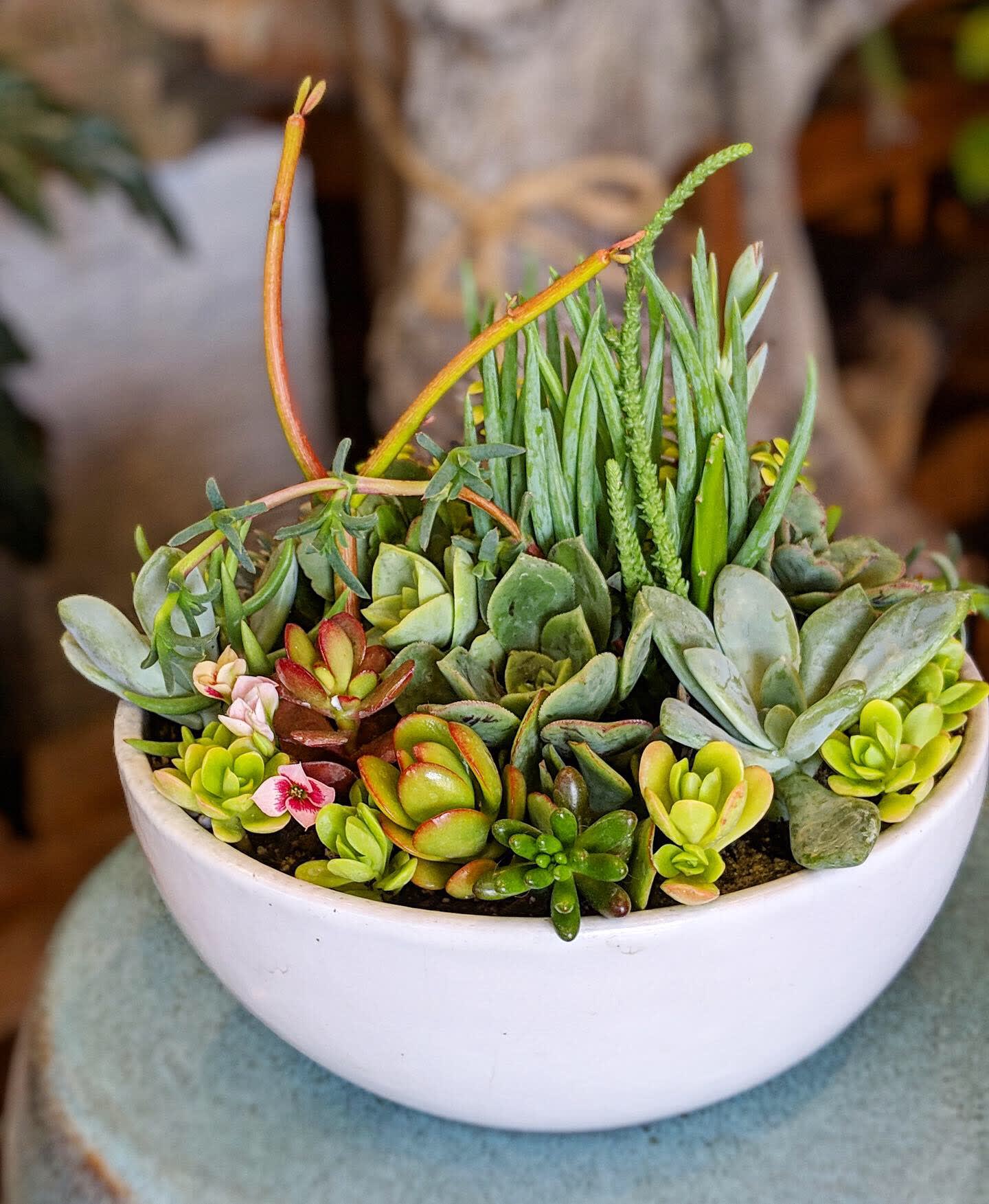 8" Succulent Bowl in South Pasadena, CA Mission Gardens