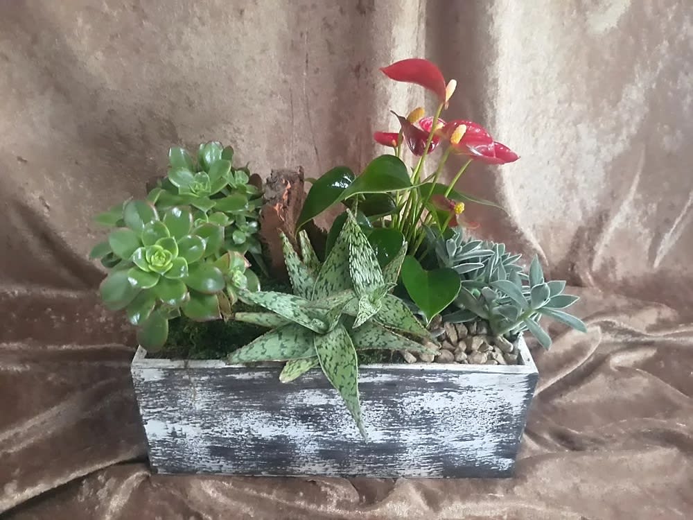 Bold Succelents - A bold collection of succulents accented by an antherium plant and fresh moss. (medium size shown)  