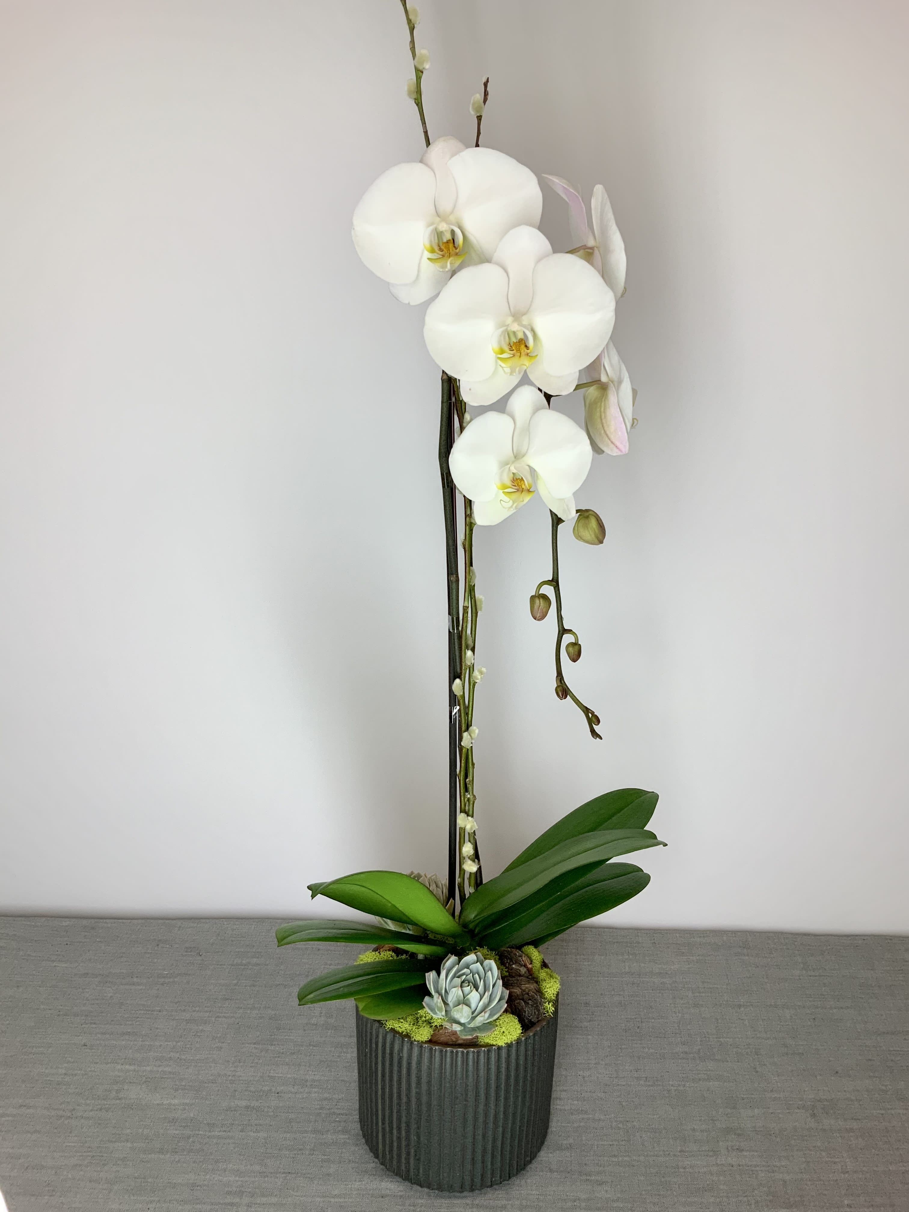 いま人気のアイテム Charcoal Phalaenopsisby Blooms by MG アート・デザイン・音楽