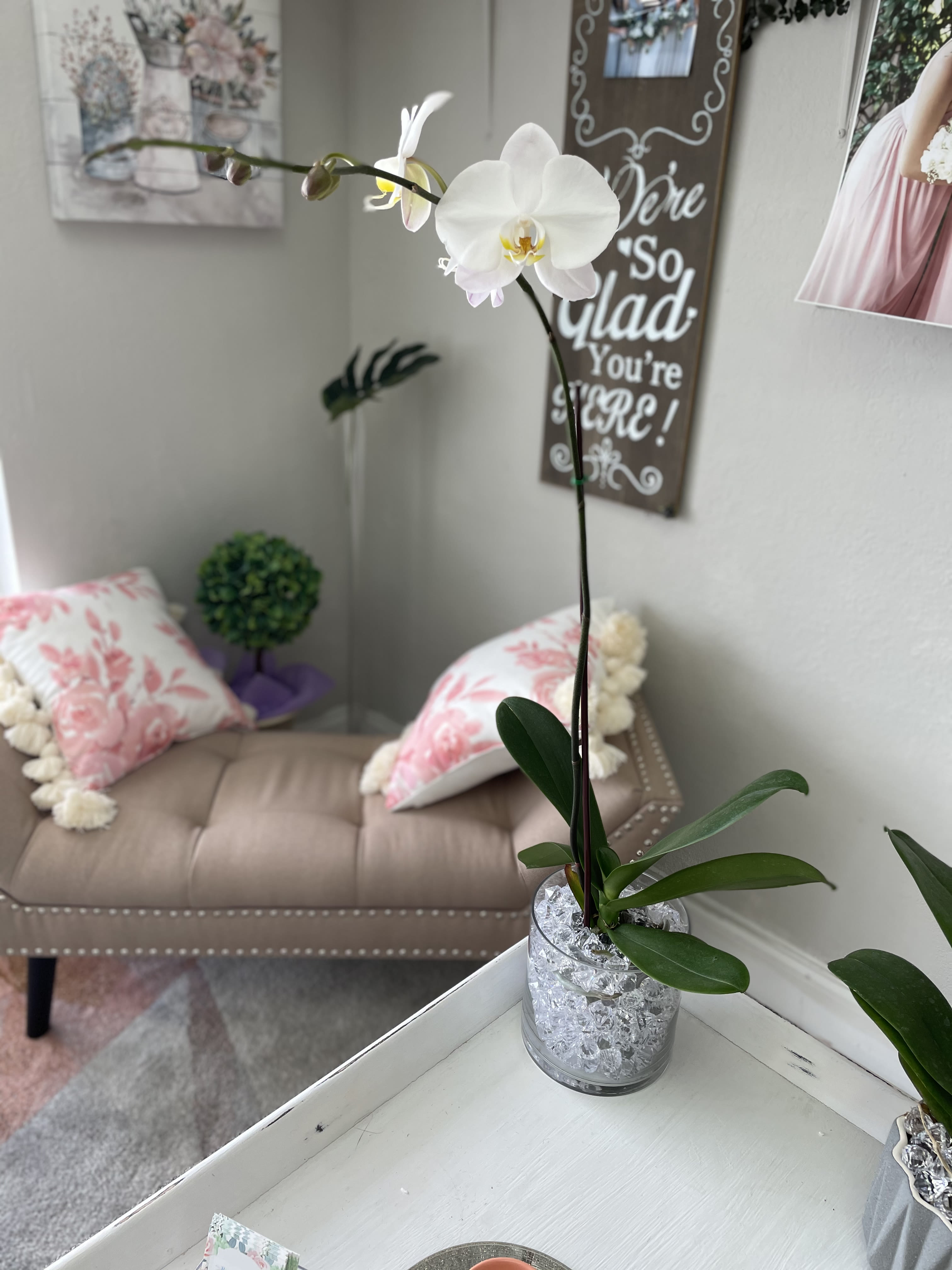 Fabulous orchid in Boca Raton, FL Big Rose Boca