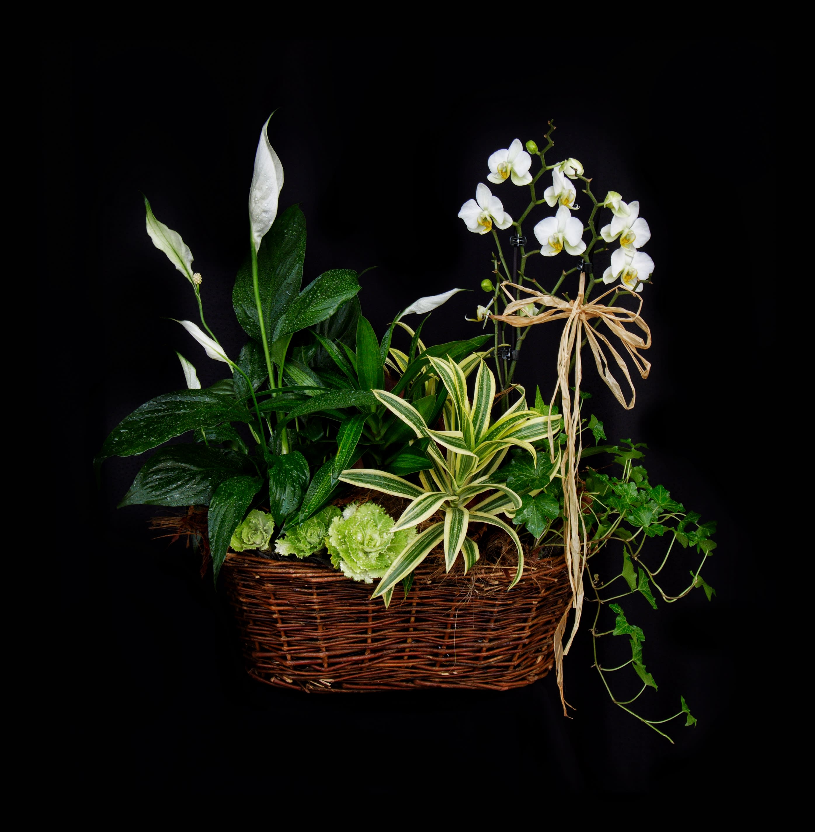 Meditation Garden - Beautiful little garden including a variety of orchid, blooming and green plants.
