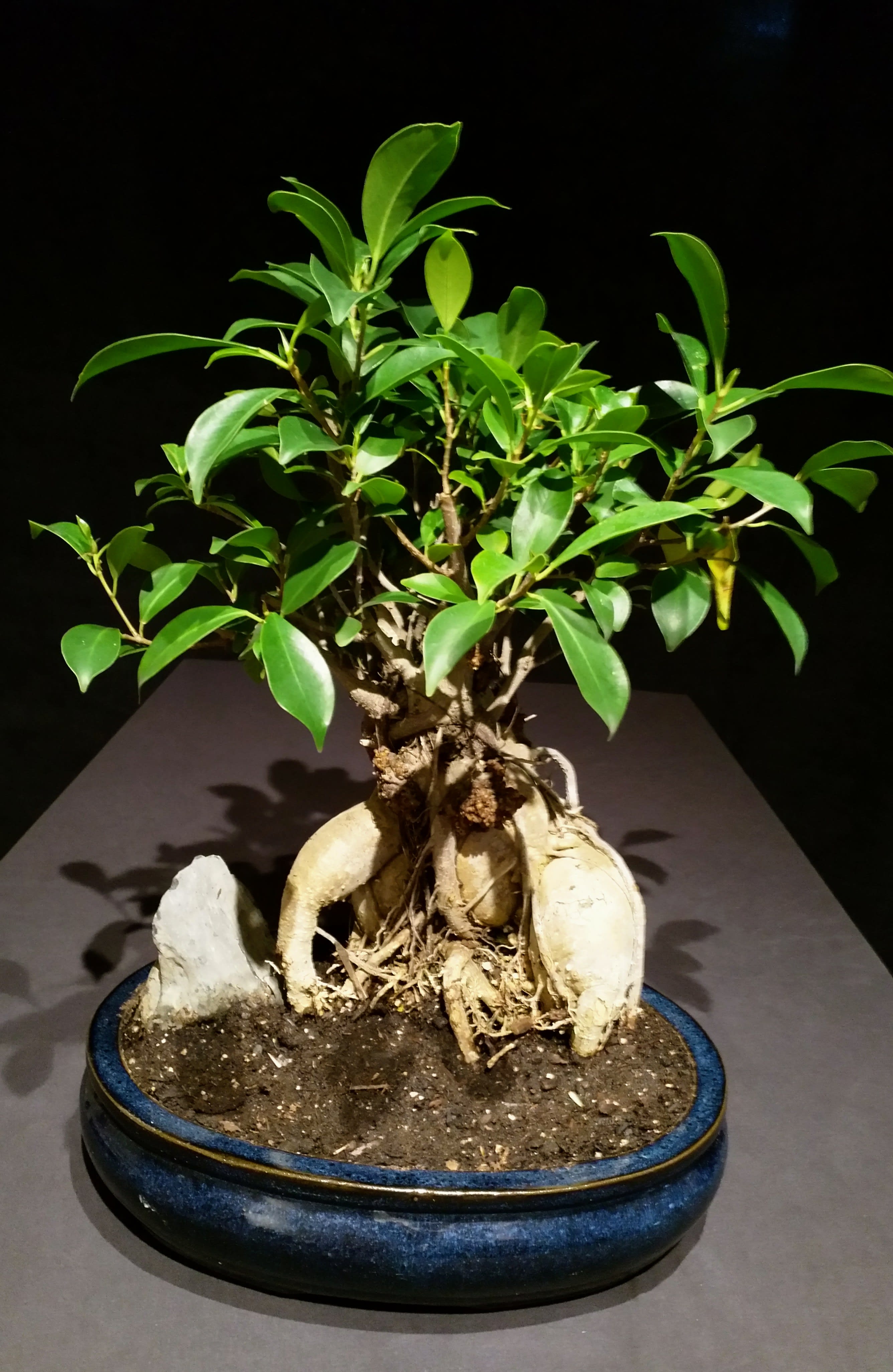 Bonsai 21 years Ginseng Ficus in Bothell, WA A Natural Design