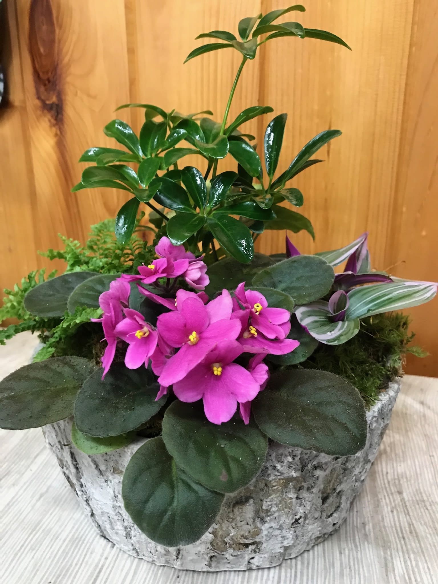 Dish Garden - A great collection of indoor plants, including a flowering plant. Perfect house warming, appreciation or desk plant.