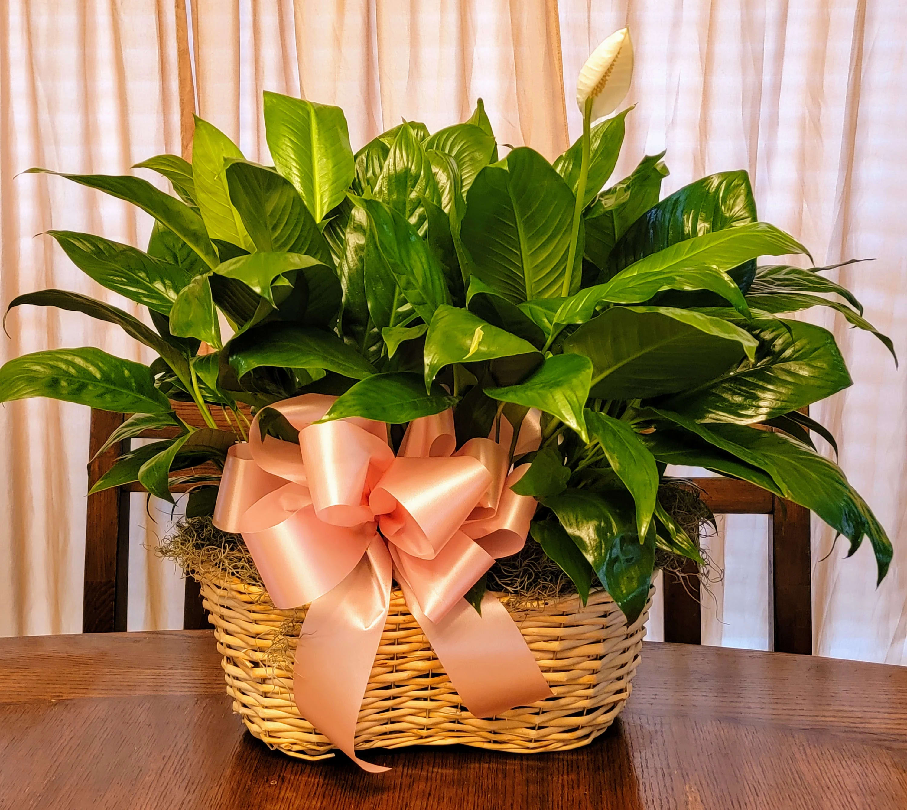 Double Peace Lily Plant Basket in La Porte, TX THE FLOWER PUFF GIRLZ