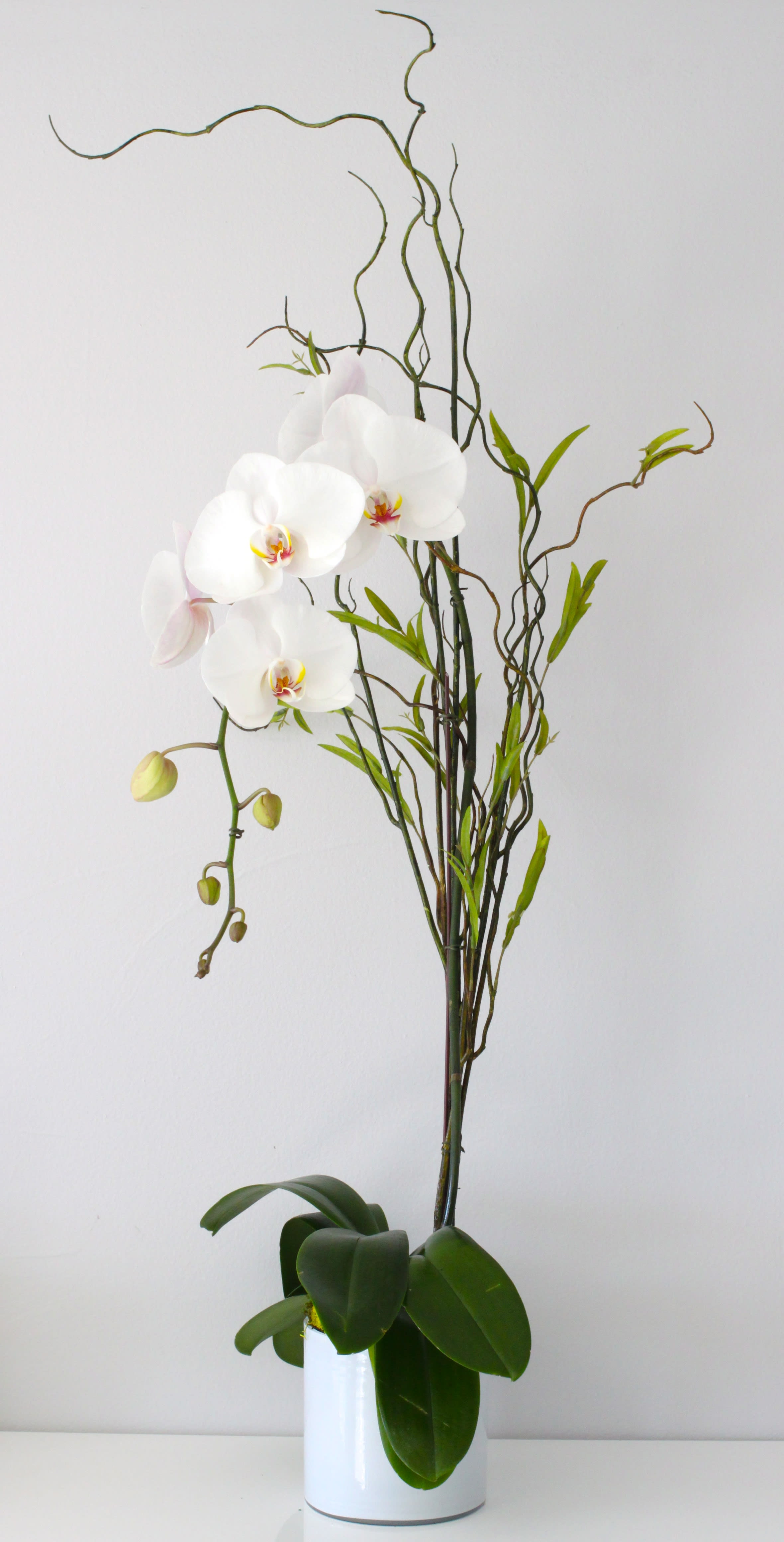 Double White Orchid Pot In Los Angeles Ca La Orchidia Double White Orchid Pot In Los Angeles Ca La Orchidia