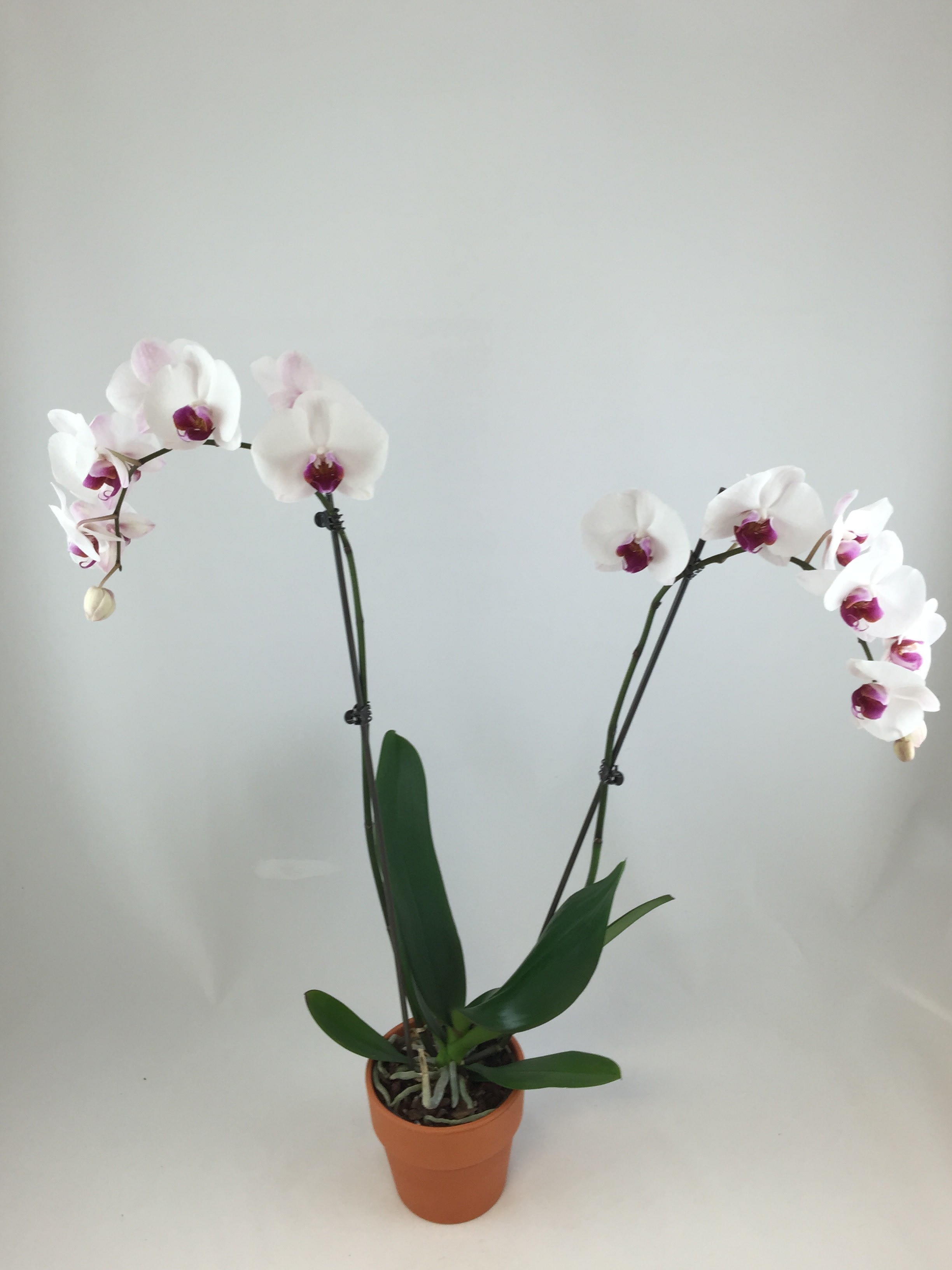 Beautiful Orchid Plant - Orchid plant in a clay pot. 