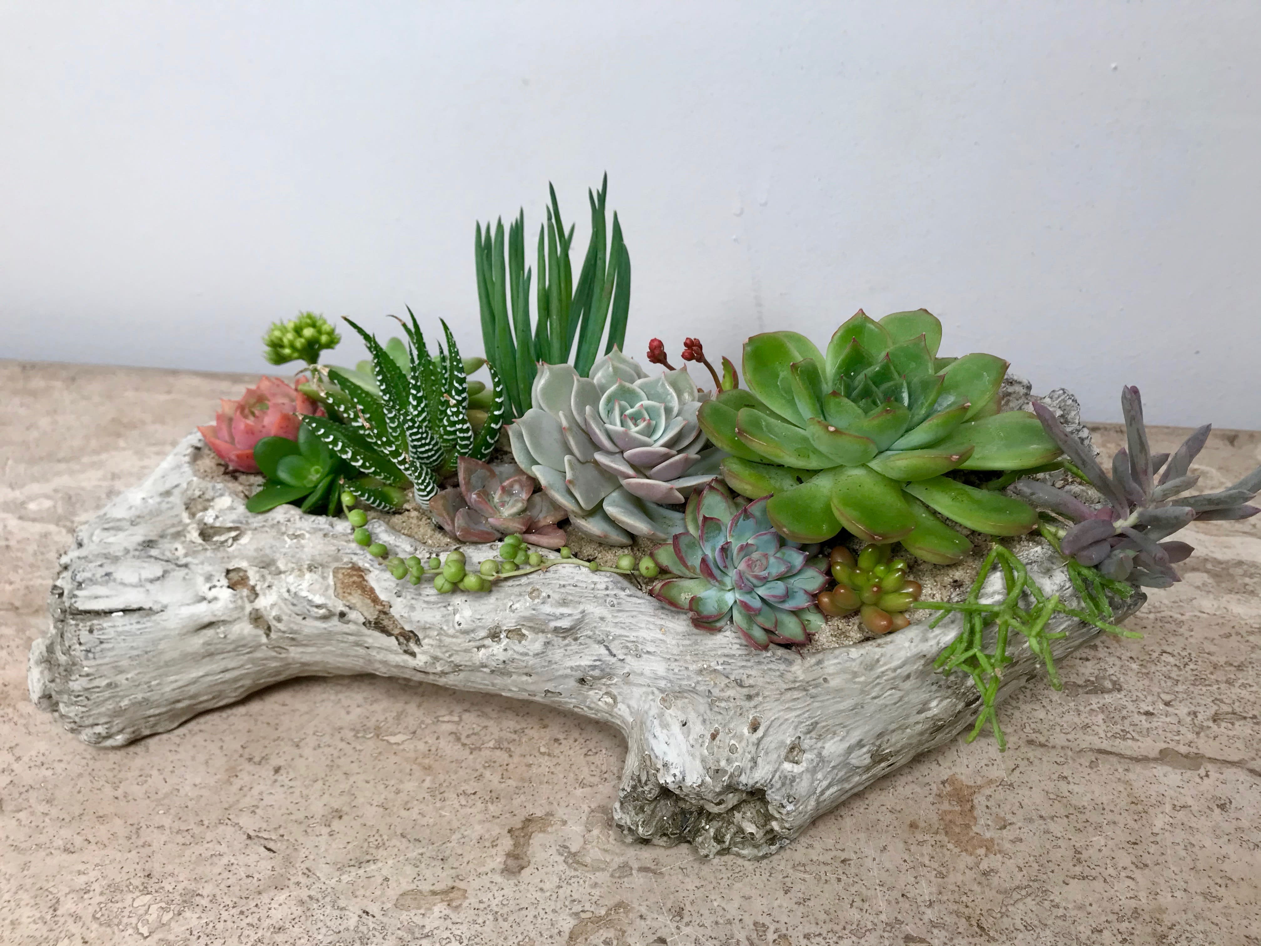 Driftwood Succulent Garden in South Pasadena, CA Mission Gardens