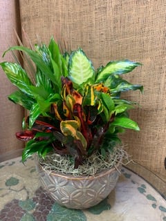 Dish Garden - Mixture of indoor plants in a neutral container.