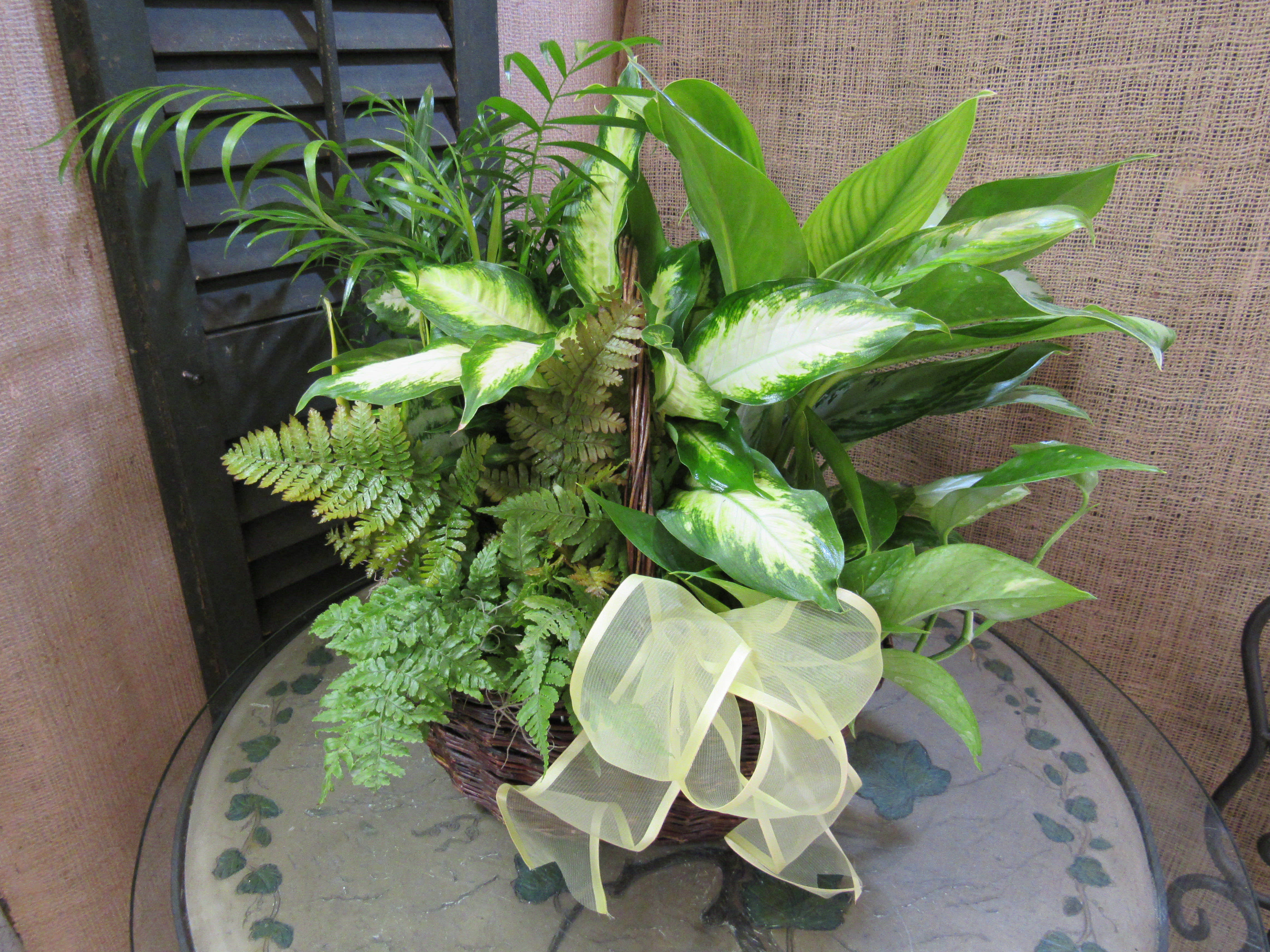 Basket Dishgarden Basket Dishgarden - Assorted green plants in a basket makes a nice keepsake sentiment.