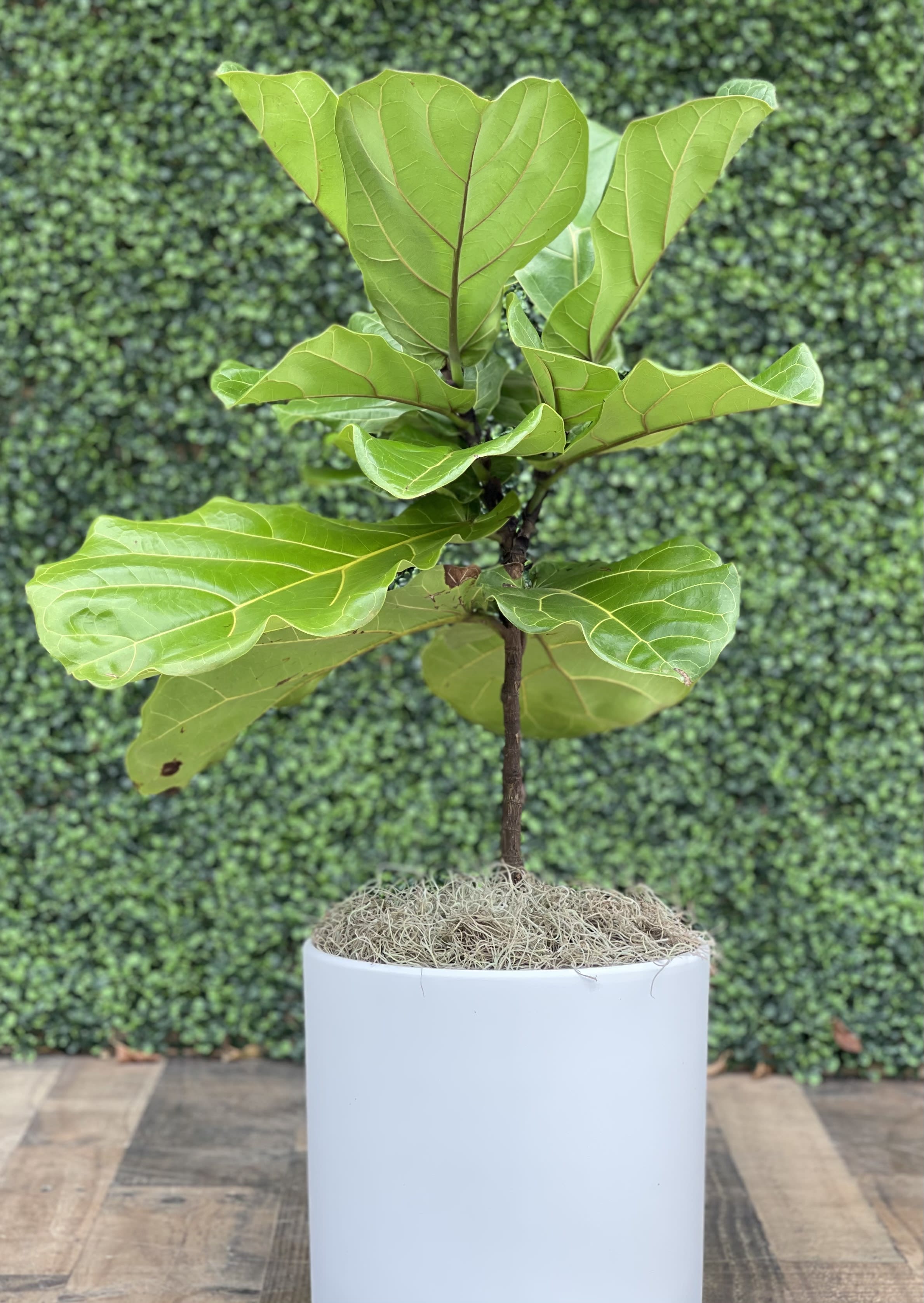 FIDDLE LEAF FIG PLANTER in Miami, FL Hirni's Wayside Garden Florist