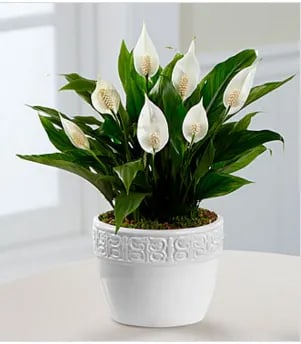 Calming Grace Peace Lily Plant - The Calming Grace Peace Lily Plant is an exceptional blooming plant that is a wonderful gift for a wide variety of occasions. Known for its lush foliage and brilliant white flowers, this spathiphyllum plant is a hardy indoor plant that is both beautiful and generally easy to care for. Presented in a designer white ceramic container, this blooming plant will brighten their day whether you are sending it as a thank you gift, a get well gift, to offer your congratulations or to extend your deepest sympathies. 6.5-inches in diameter. Your purchase includes a complimentary personalized gift message.