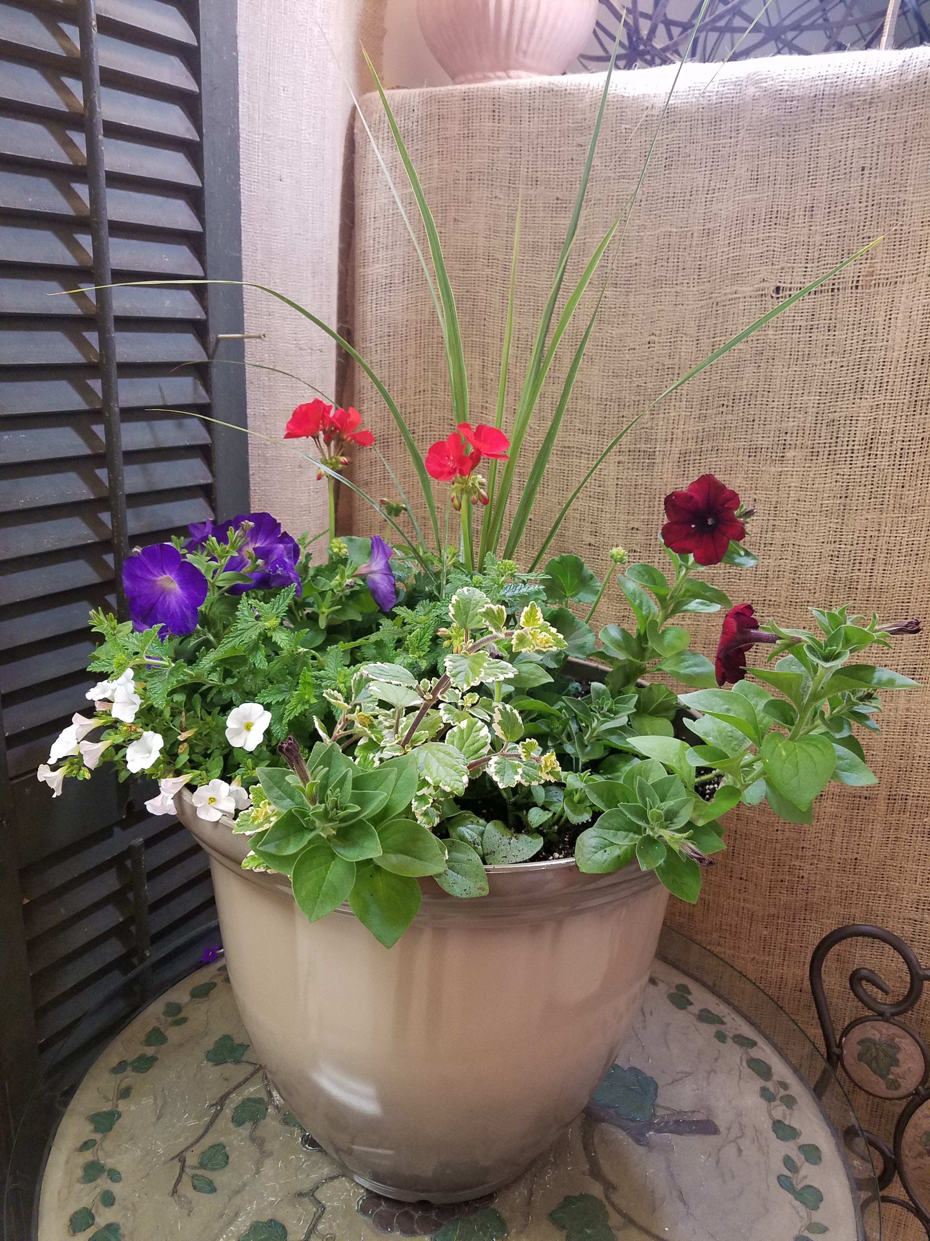 Outdoor Combo in OH Haehn Florist & Greenhouses