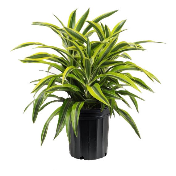 Lemon Lime Dracaena In Columbus Oh Donya S Florals