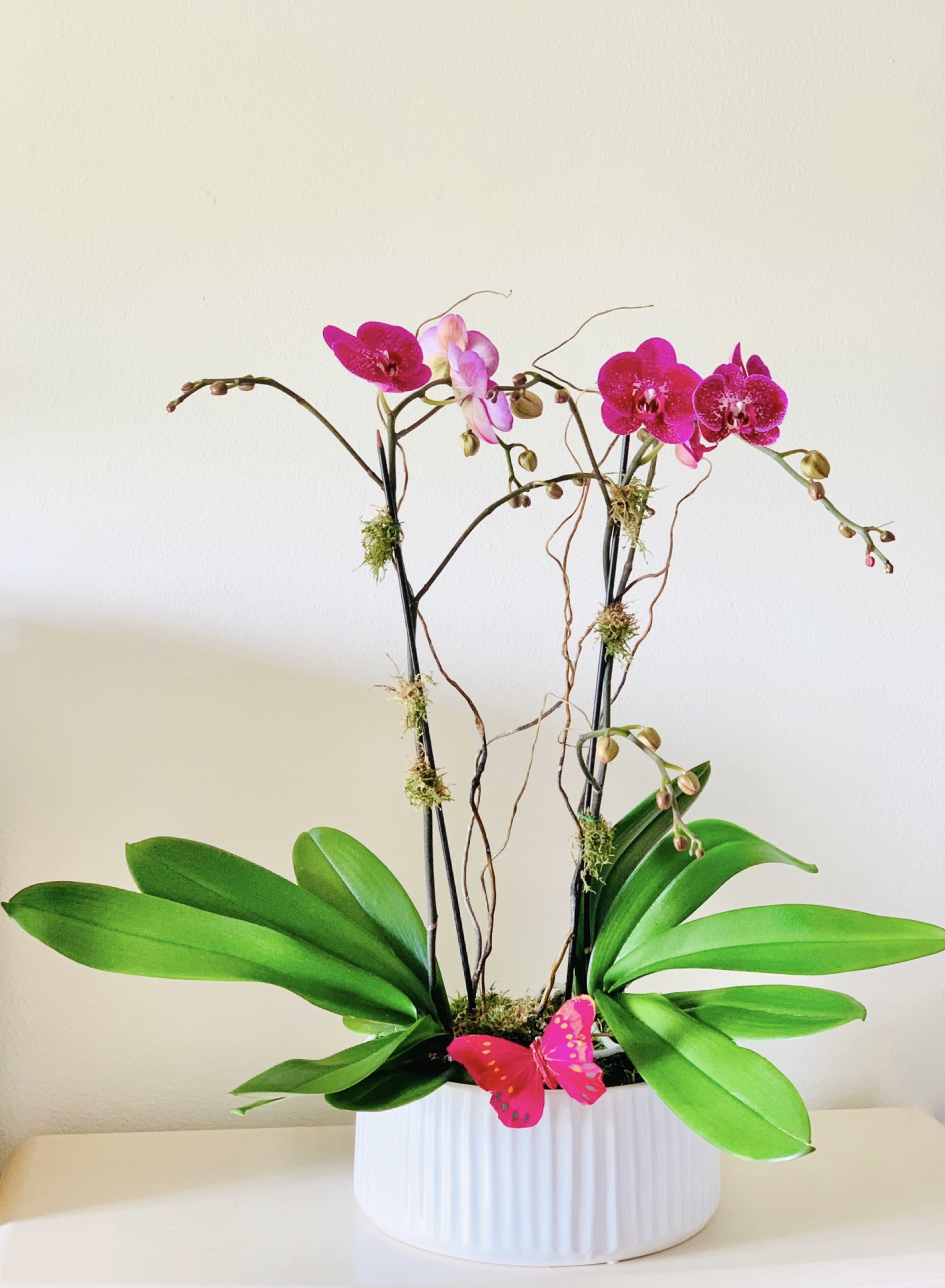 2 pink orchids 2 pink orchids - 2 pink orchid arrangement, decorated with moss and curly willow. Butterflied will be added if requested