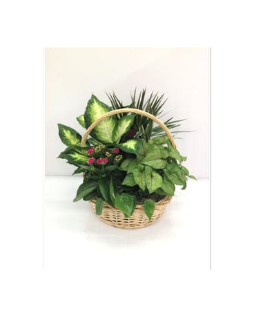 European Garden (Large) - Assortment of green and blooming plants in a basket.  Approx. 17''H x 16''W  Plants may vary depending on availability.   FCF-EG03