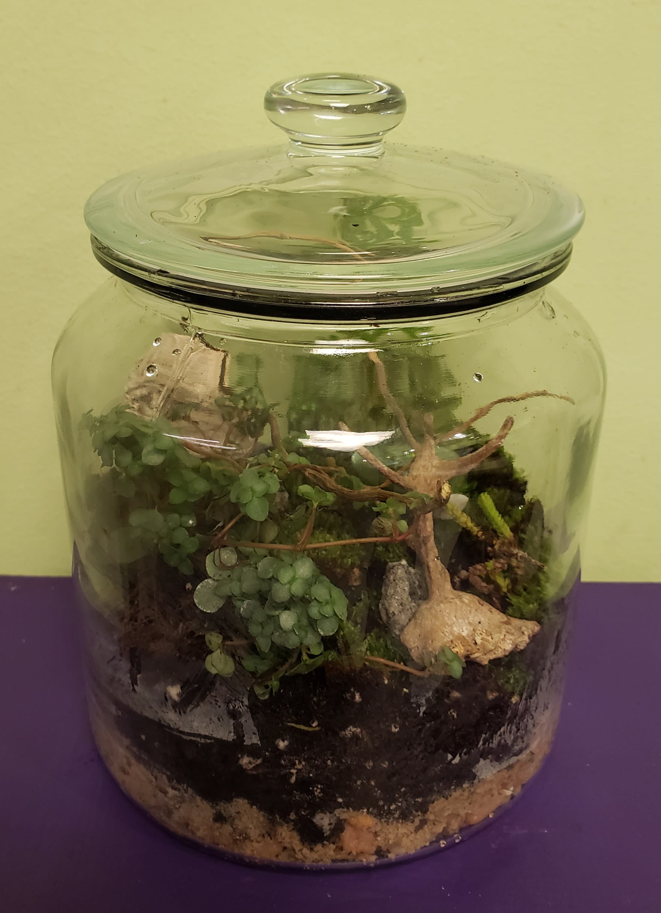 Glass Terrariums For Plants