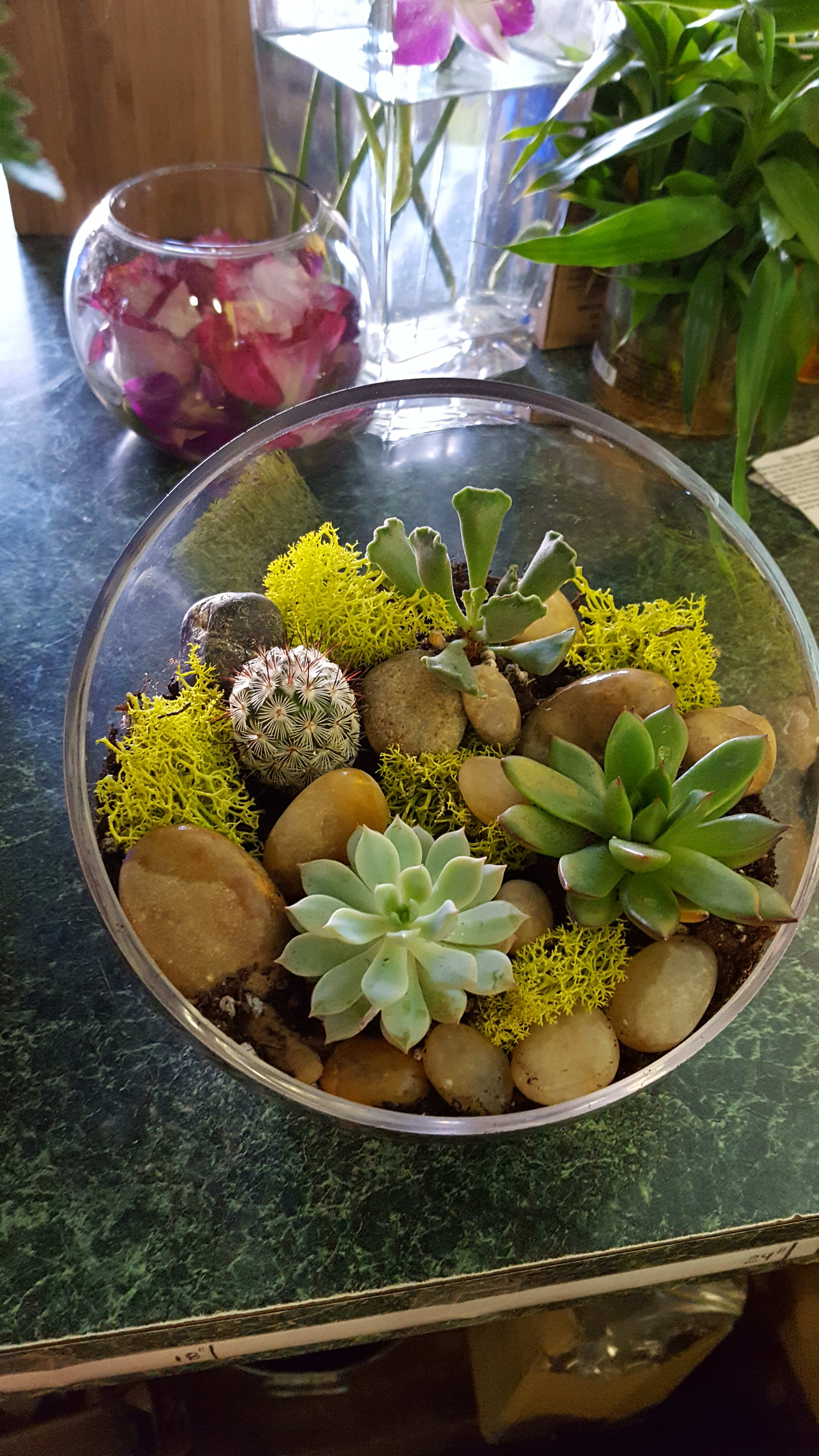 Succulent dish garden - A variety of succulents in a dish
