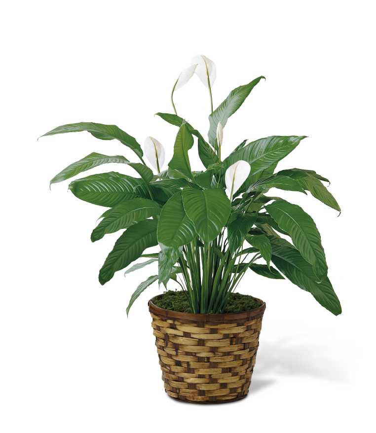 Spathiphyllum - The Spathiphyllum, or more commonly known as the Peace Lily, is a beautiful plant to help convey your wishes for tranquility and sweet serenity. An ideal gift for most occasions, this lush plant displays white conical blooms perfectly presented in a round woven container to make it a natural fit for any interior decor. 