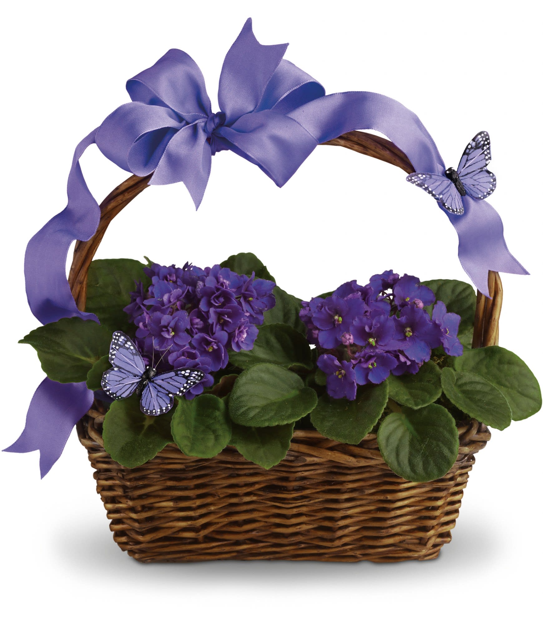 Violets And Butterflies - Velvety violets, beautiful butterflies, a radiant ribbon and a basketful of delight. This gift delivers so much and it's perfect for so many occasions. Think birthdays, baby showers, showering someone with love. When it comes to this basket, it's all good!    Two pretty African violet plants are nestled into a ribbon-wrapped handled basket. Lovely purple butterflies top off this wonderful gift.    Approximately 14 1/2&quot; W x 14 1/2&quot; H    Orientation: All-Around    As Shown : T92-3A