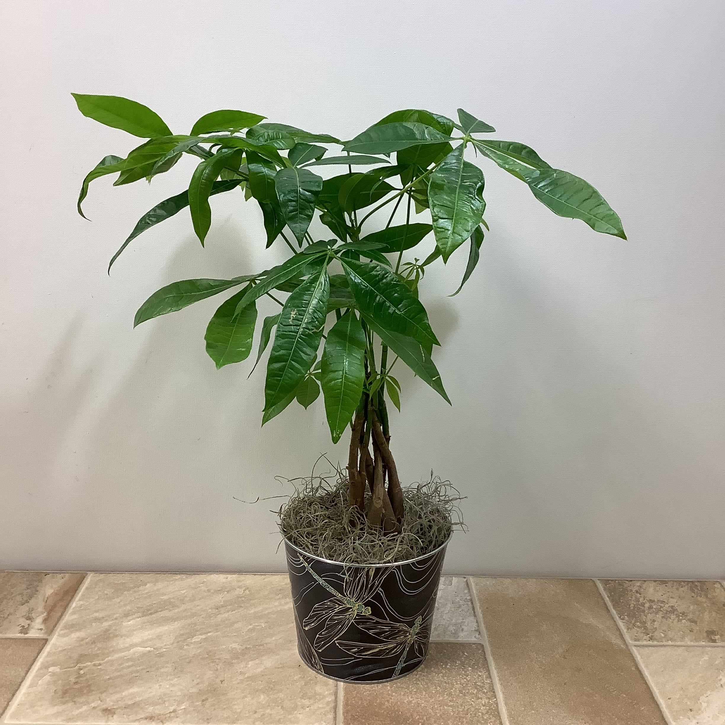 Money Tree Braid by Cottage Garden Floral