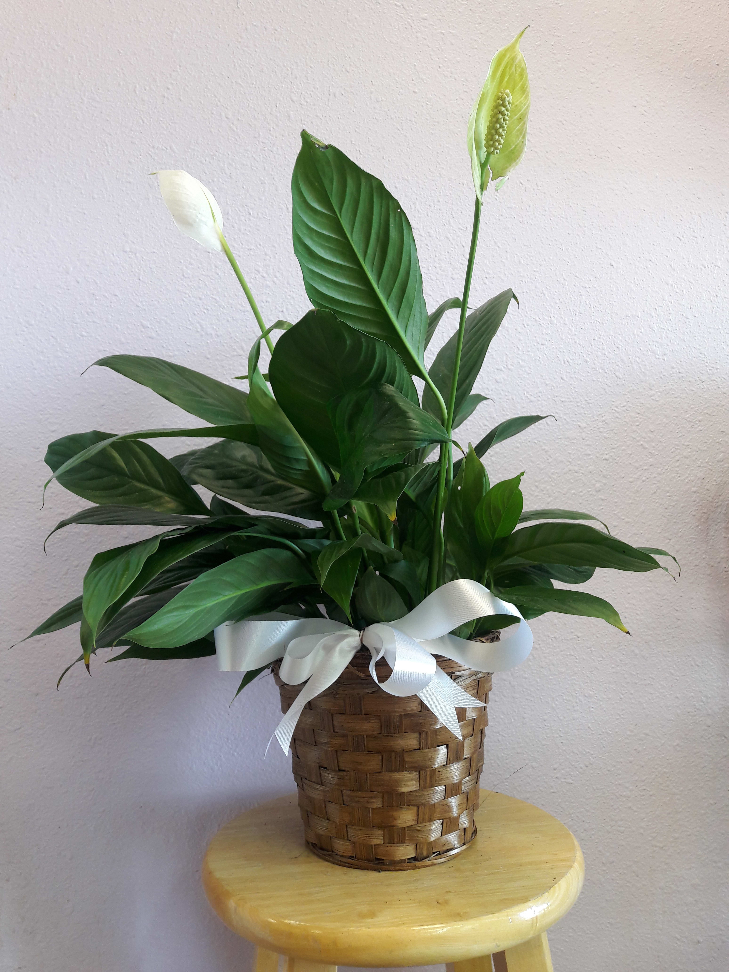 Peace Lily (Spathiphyllum) by Forever Flowers in ...