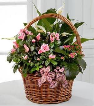 Pink Inspirations Dish Garden - The Pink Inspirations Dish Garden is a profusion of pink blooms and lush foliage to charm and captivate your special recipient. Arriving in a natural woven basket are a collection of our finest blooming plants, including a pink kalanchoe, a variegated azalea, a peace lily, and a fittonia, brought together to spread sweet sentiments to brighten their every day. Your purchase includes a complimentary personalized gift message.