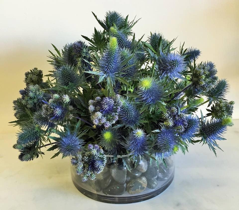 BLUE THISTLE BLUE THISTLE - AN ORIGINAL AND UNIQUE ARRANGEMENT WITH THISTLE.