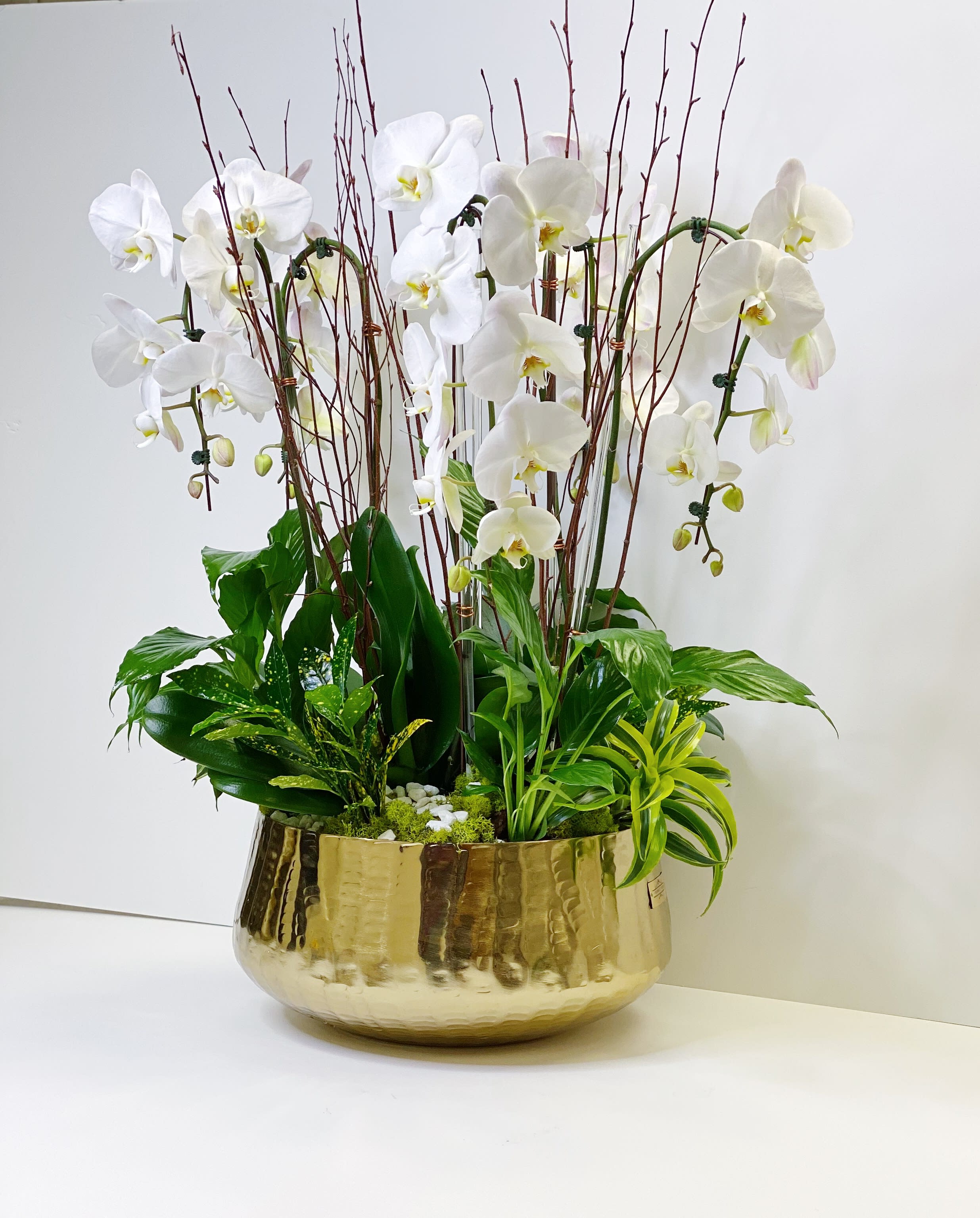 Wild with charms - This arrangement represents sensitivity and susceptibility. Featured flowers: Phalaenopsis orchids, and variety of our indoor plants. Designed in a large gold tin container.