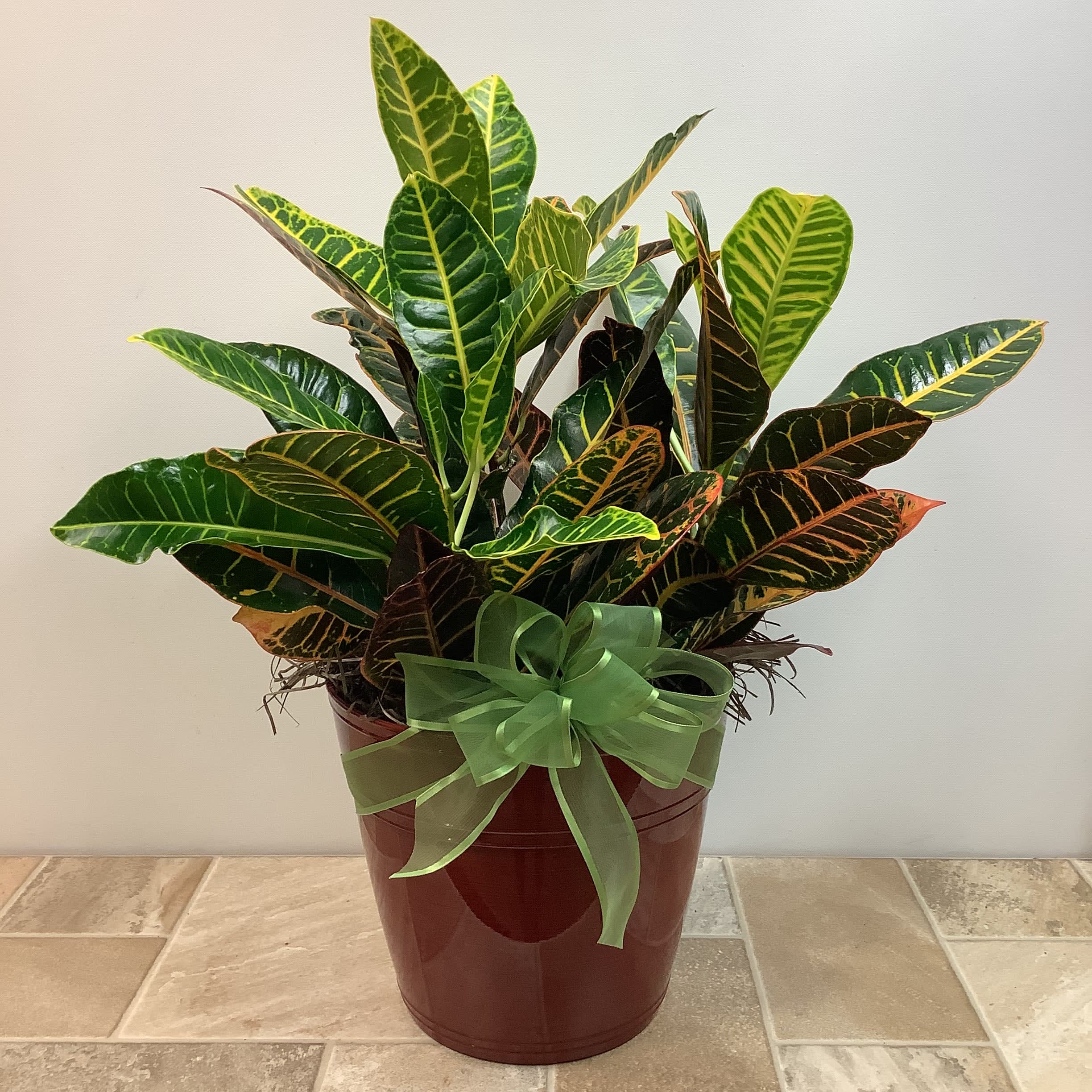 Large Croton Plant in La Crosse, WI Cottage Garden Floral