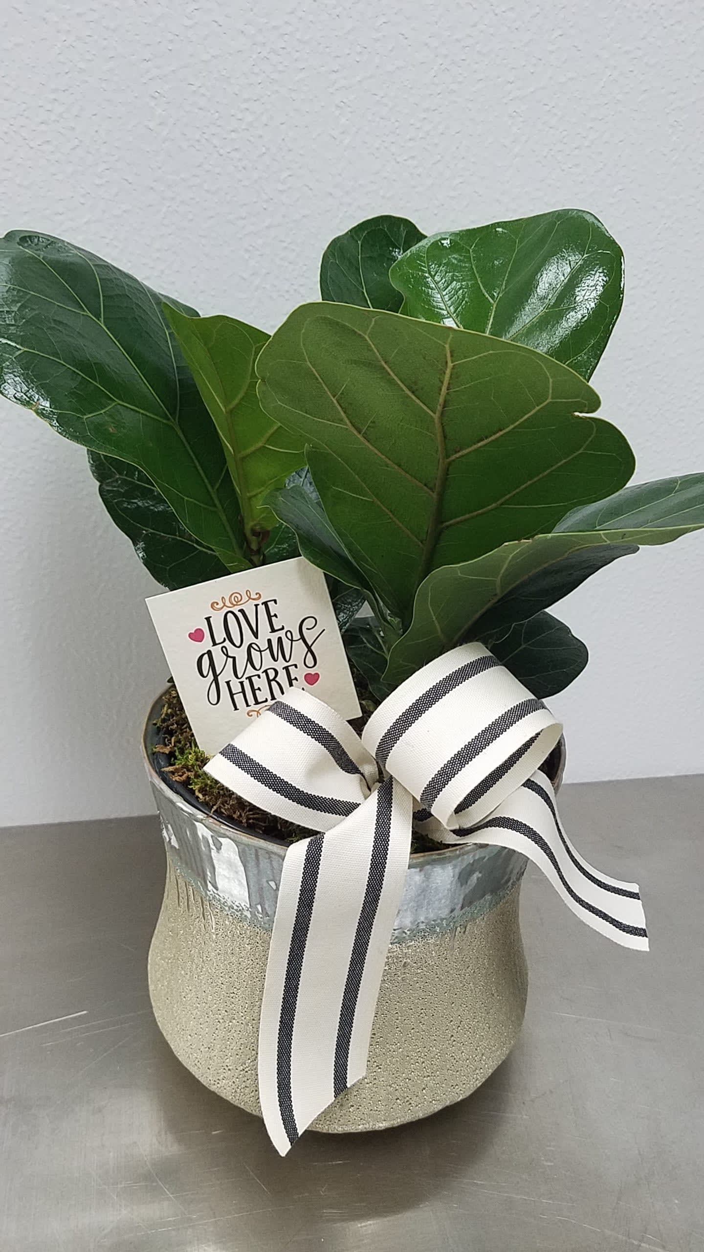"Little Bambino" plant in Cypress, CA | Classics Flowers and Confections