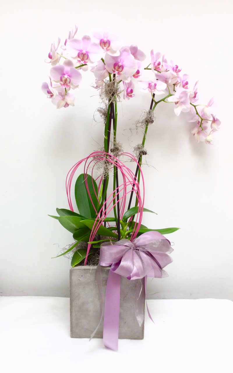 Outstanding Orchid by Hudson Flower Shop in Hudson, WI Hudson Flower Shop