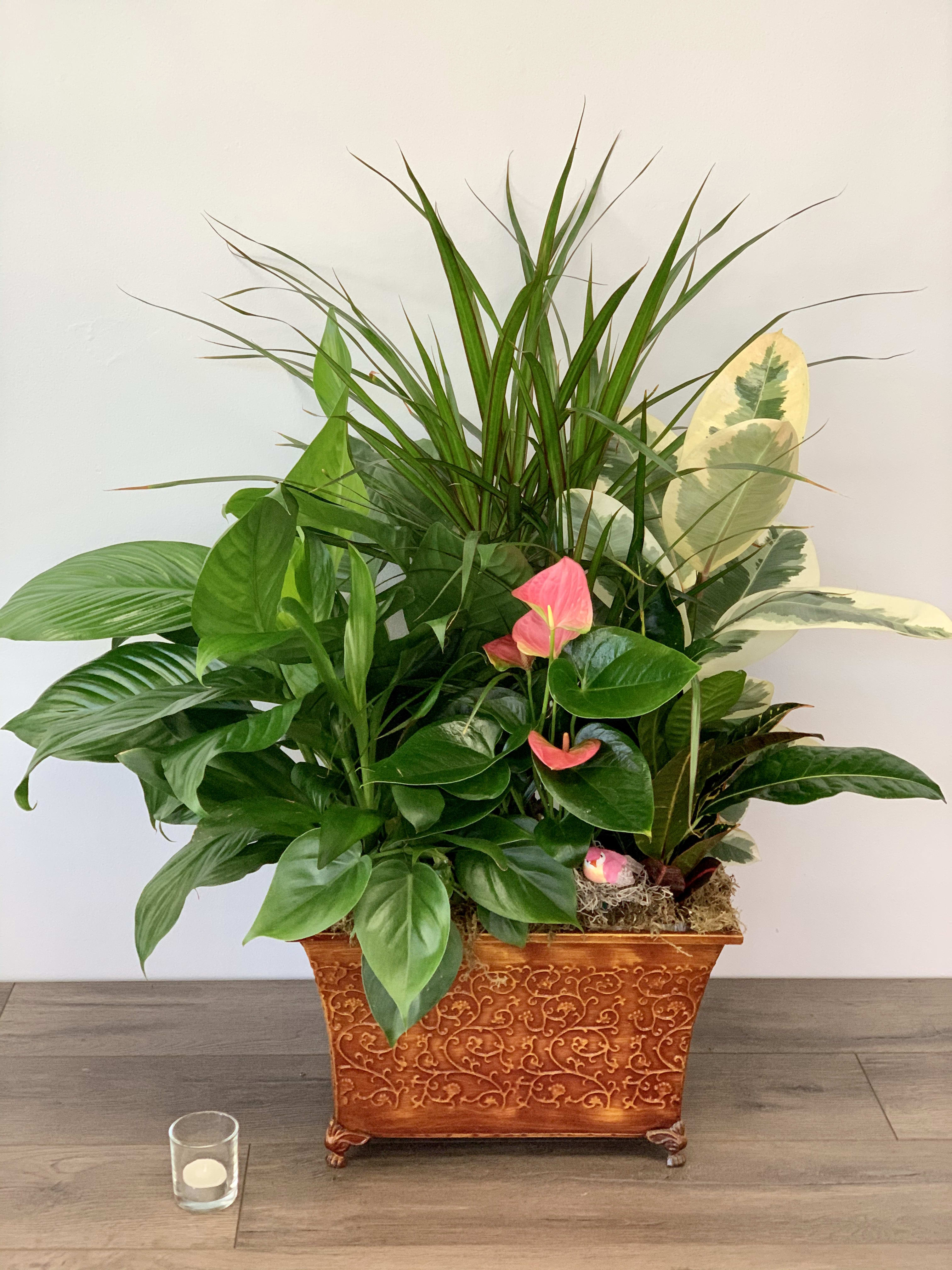 Stylish Plant Garden Stylish Plant Garden - Mixture of Green Plants with a Blooming Anthurium plant in a modern container (Anthurium's not always available, Kalanchoes and other colorful Plants are also used, depending on season/availability