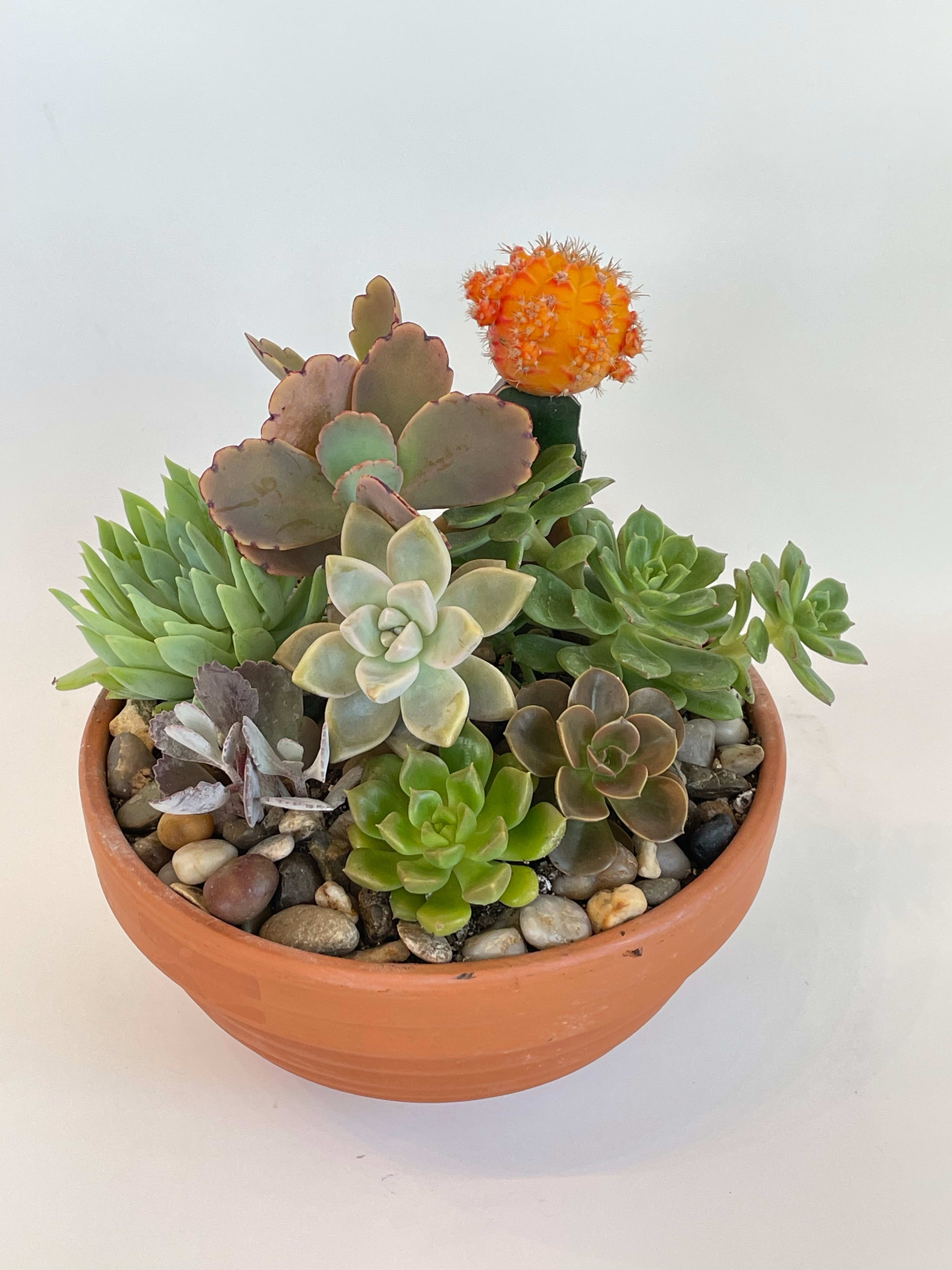 Succulent Stone Dish Garden in Somerville, MA Wagner Floral Designs