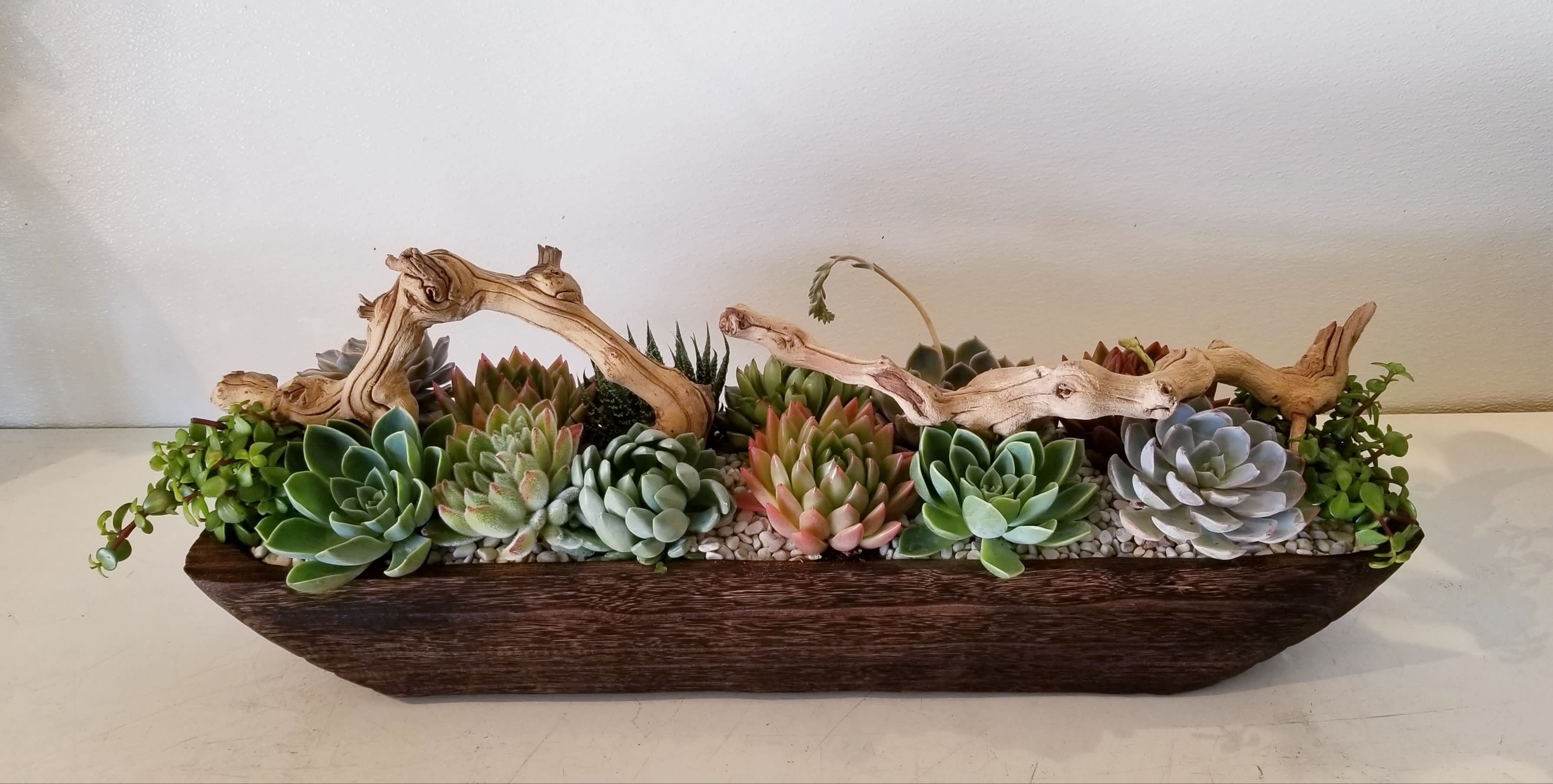 Rowboat Succulent Garden - Beautiful Assortment  of colorful succulents designed in a long wooden container.