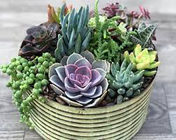 Succulent Garden in a ceramic pot - Assorted seasonal succulent plants varies in size and container