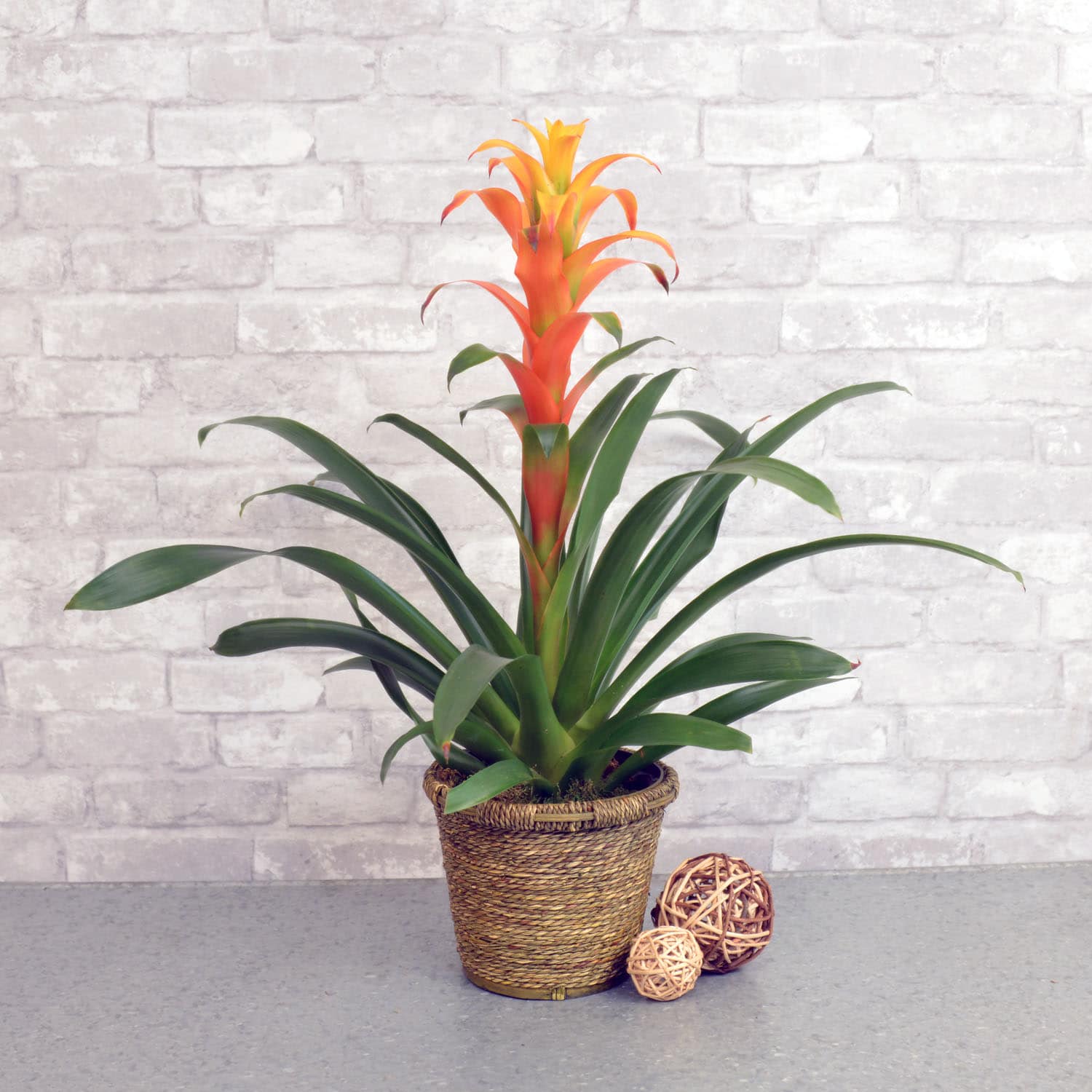 Single Bromeliad In Studio City Ca Dee S Flowers