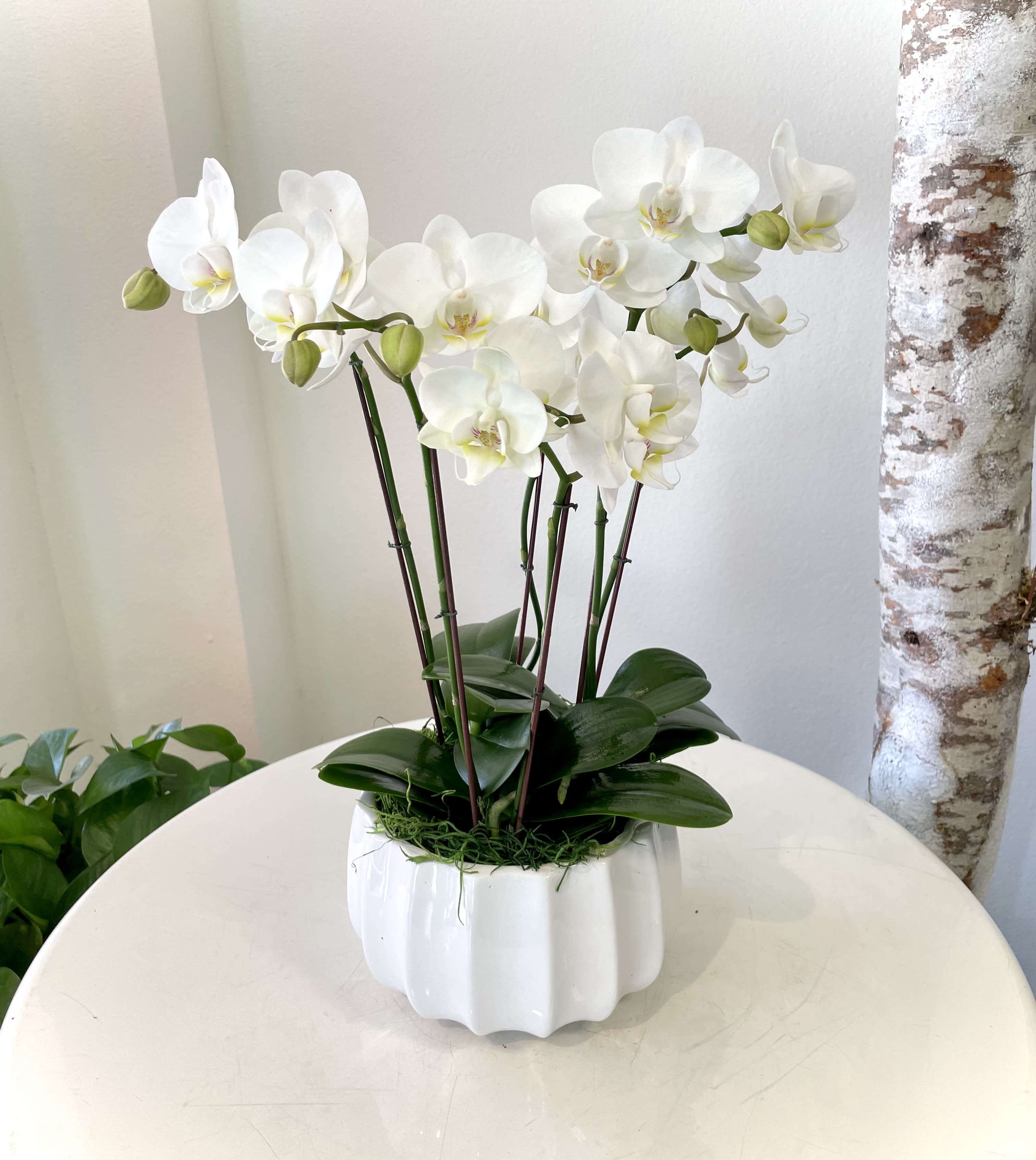 Ivory Castle - Prestigious potted orchids in a simple and stunning design. Standard size features three double-spike mini orchid plants measuring approximately 18&quot; H x 16&quot; D. Deluxe size contains five double-spike mini orchids in a slightly larger pot measuring 22&quot; H x 18&quot; D.