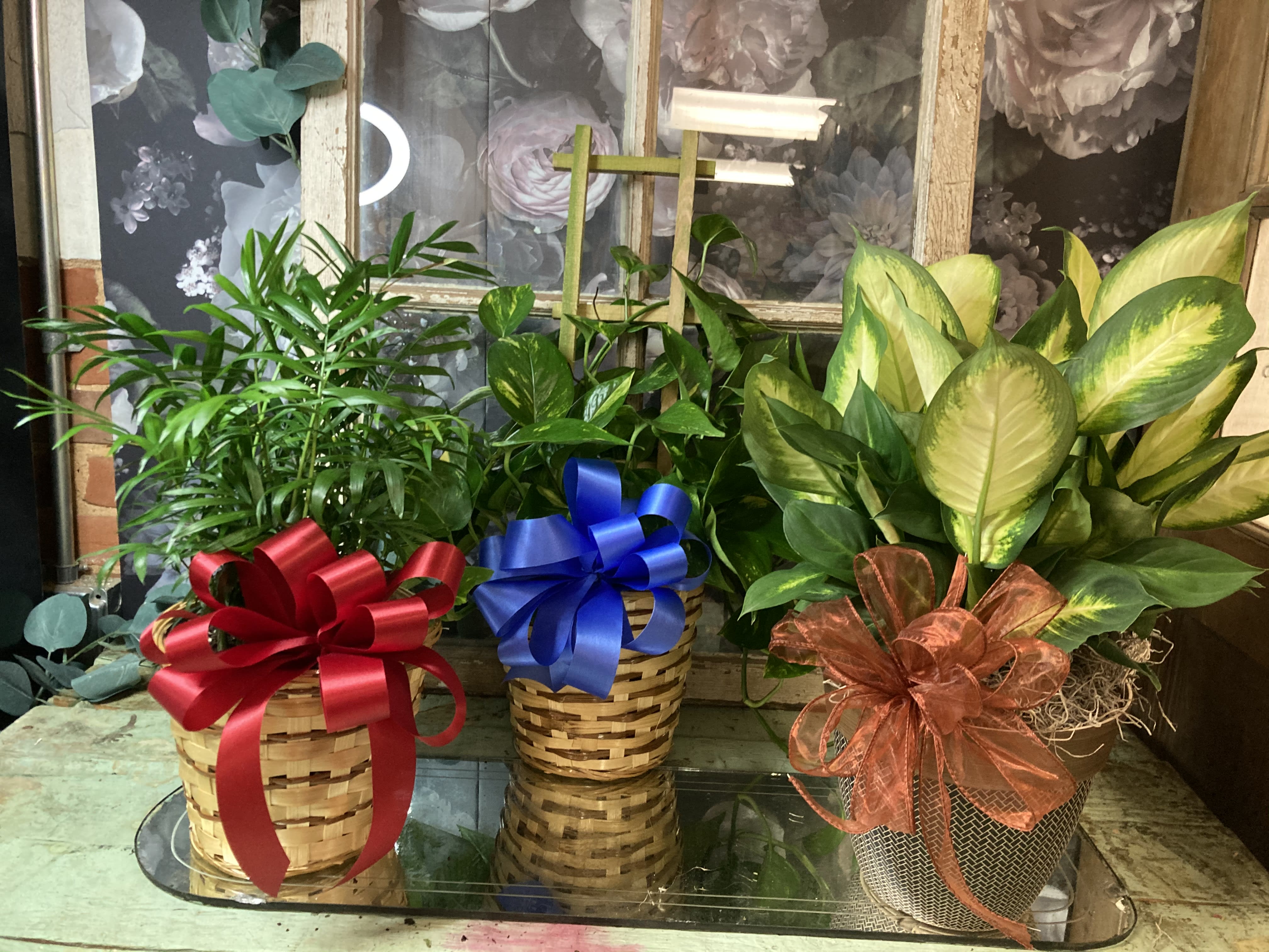 Green Plant by The Chaffee Flower Shop