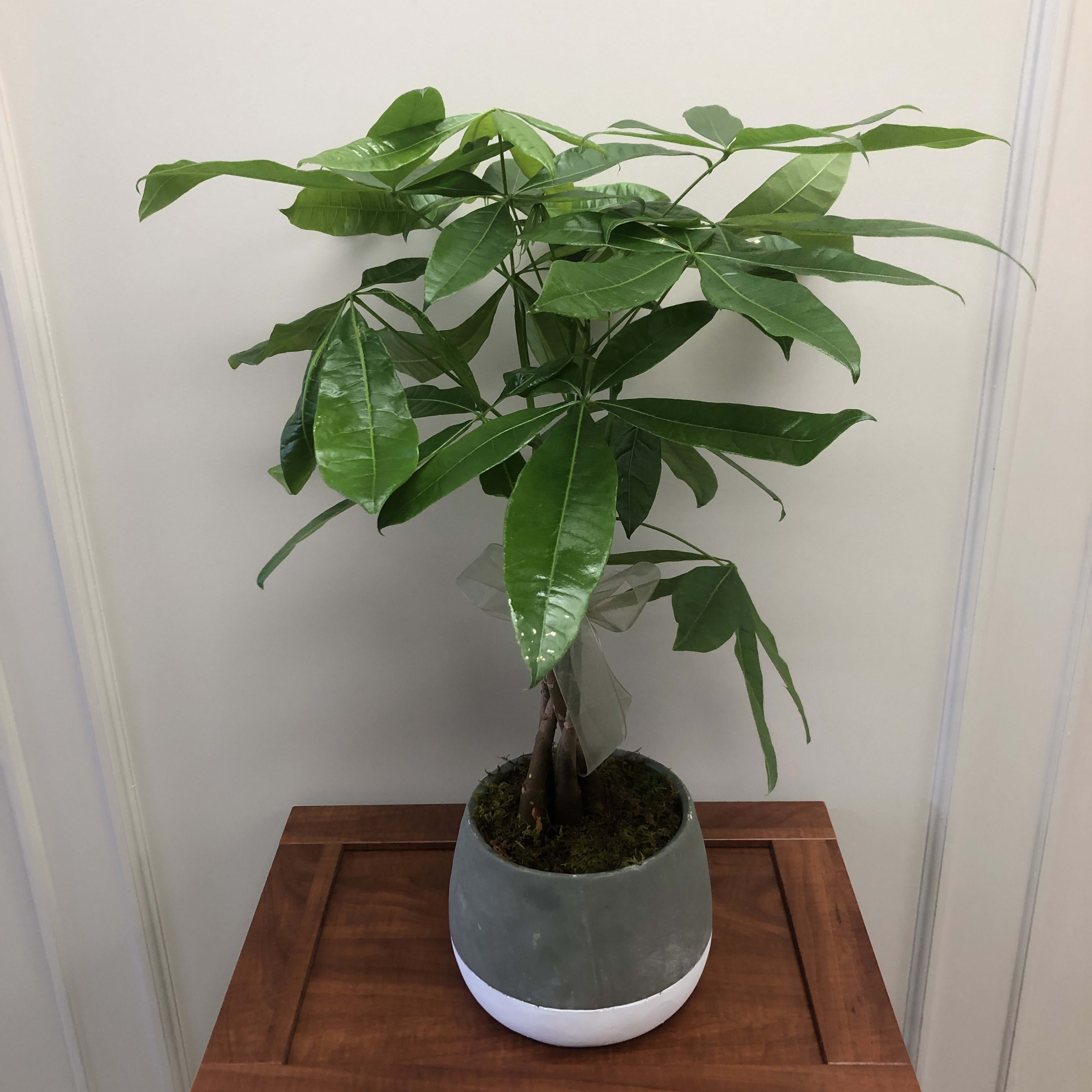 Money tree home depot