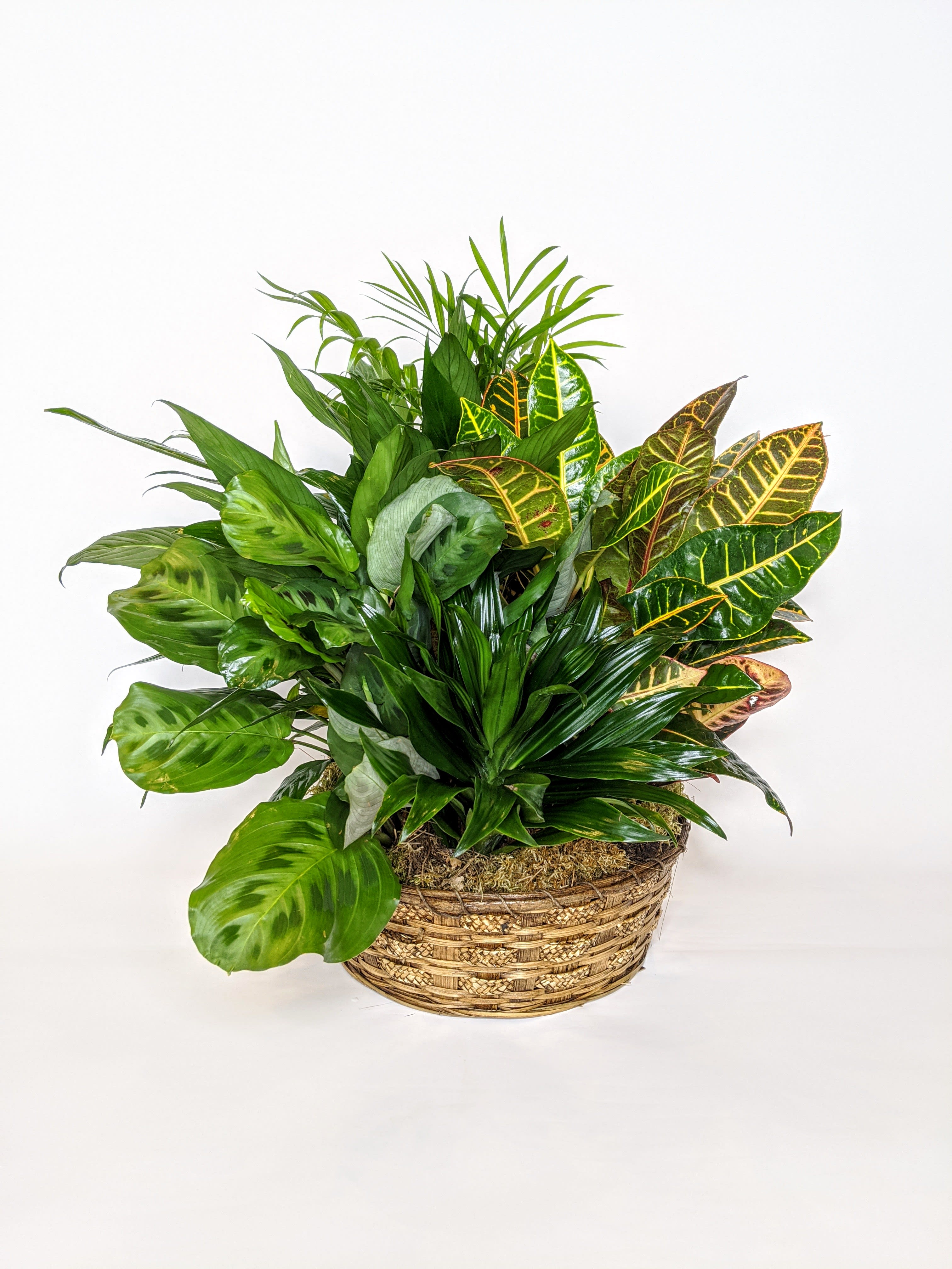 Medium Dish Garden Medium Dish Garden - A beautiful garden filled with some of our favorite houseplants! All dish gardens get our stunning fresh cut flowers added to them. The perfect gift to send to your loved one to let them know you're thinking of them.