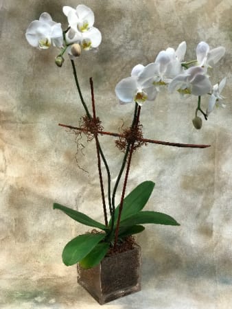 Potted double stem orchid in Teaneck, NJ