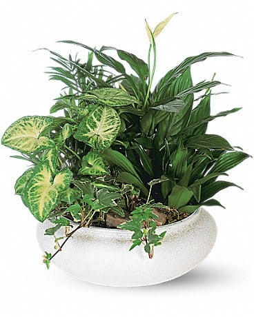 Medium Dish Garden - This low bowl filled with living plants will also carry comfort and compassion for many months to come. Perfect to send to the home or service.