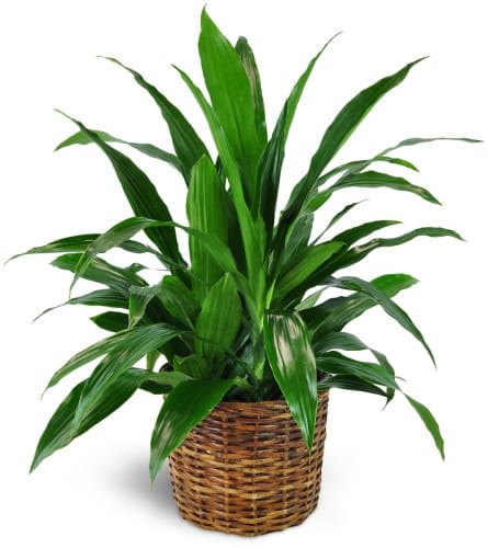  Dracaena Plant in a Basket - Perfect for the home or office, this lovely green dracaena plant is a gift that keeps on giving! Approximately 24&quot; W x 27&quot; H
