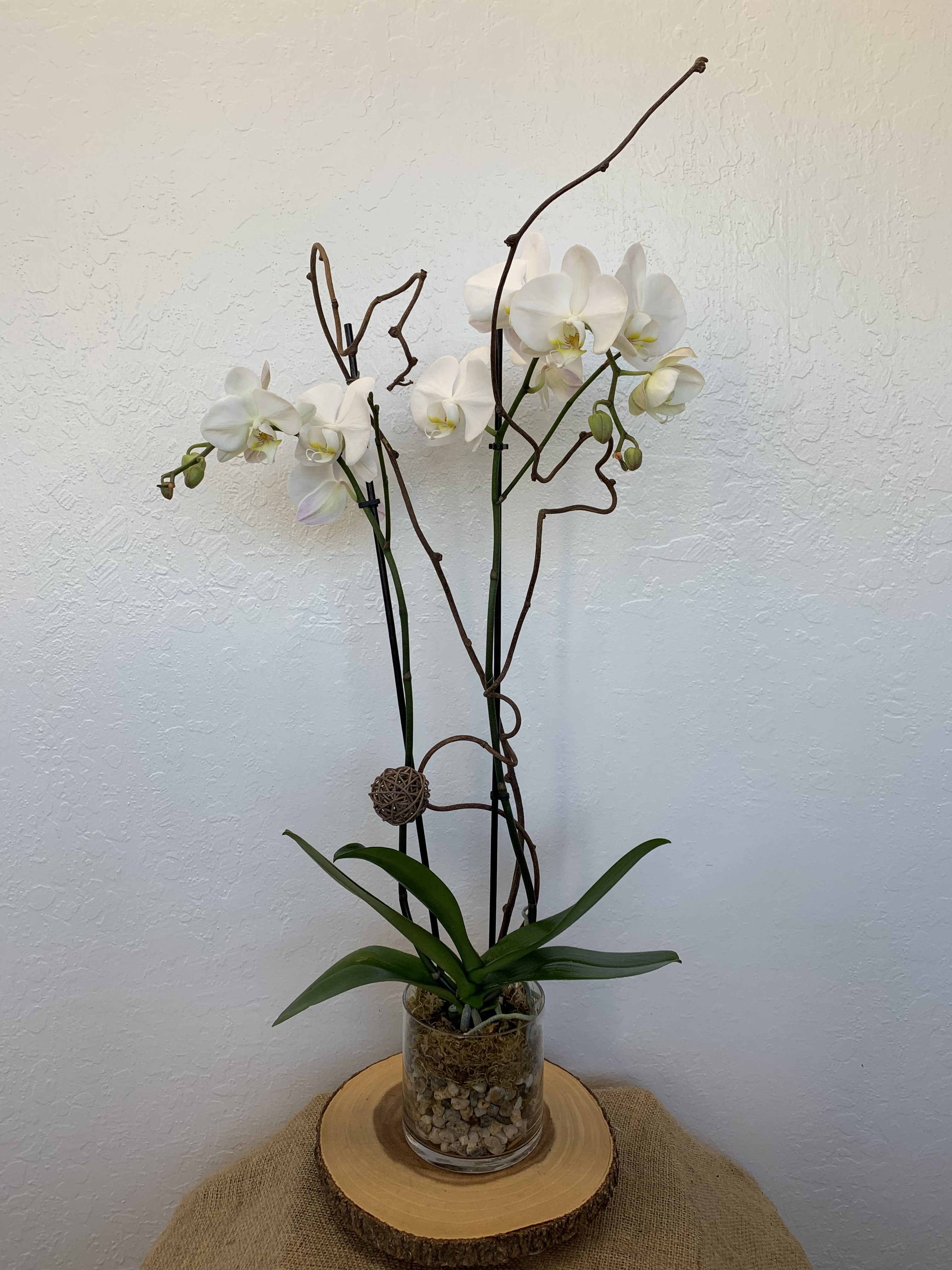 White Phalaenopsis Orchid - Natural - Add a touch of elegance with these double stem phalaenopsis orchids on a bed of natural gravel in a glass planter with small decorations.  Orchid colors may vary depending on store availability.  Please indicate which color preference you have in the special instructions.  Orchid colors: Purple, Lavender, or White