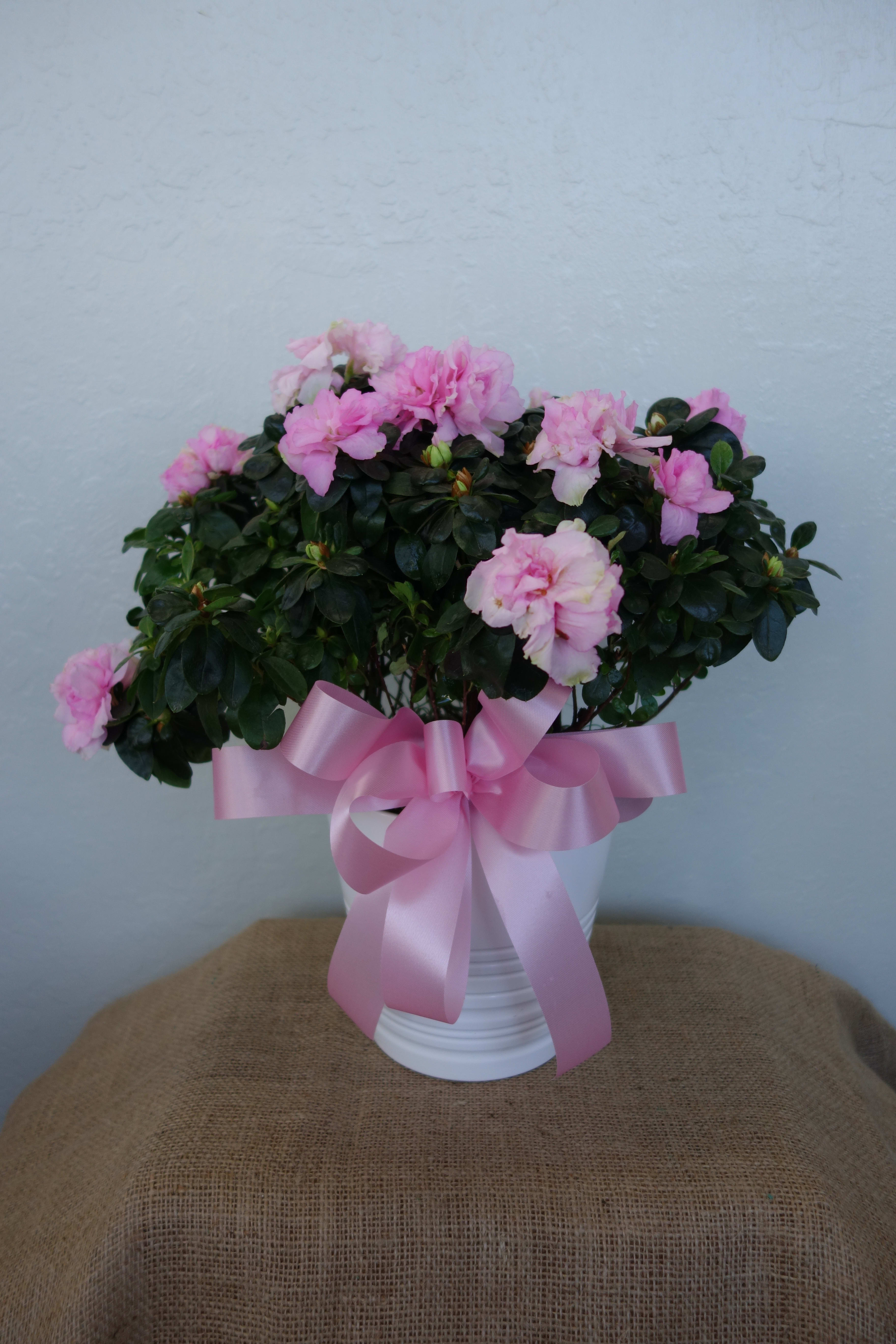 Pink Azalea Plant - 6'' potted azalea plant in a white pot. Azalea colors are available in white, pink, and hot pink. Please note in the special instructions which color you prefer for the plant + ribbon and we will do our best to accommodate. Colors may vary depending on store availability. If there is no color preference, we will select the highest quality azalea available.