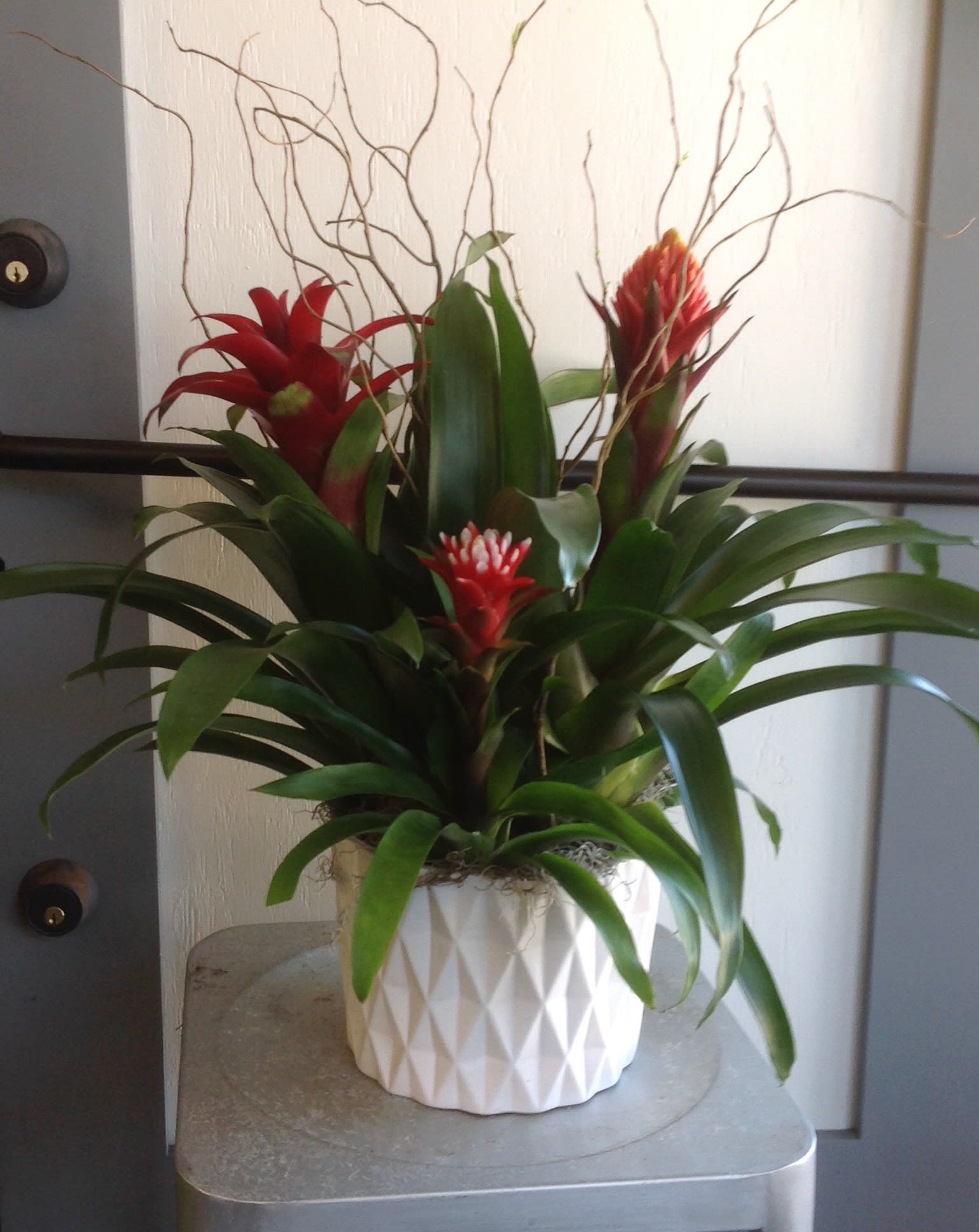 Bromeliad Plant #2 - This bromeliad pant will brighten any occasion!